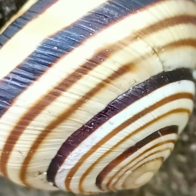 MVictor