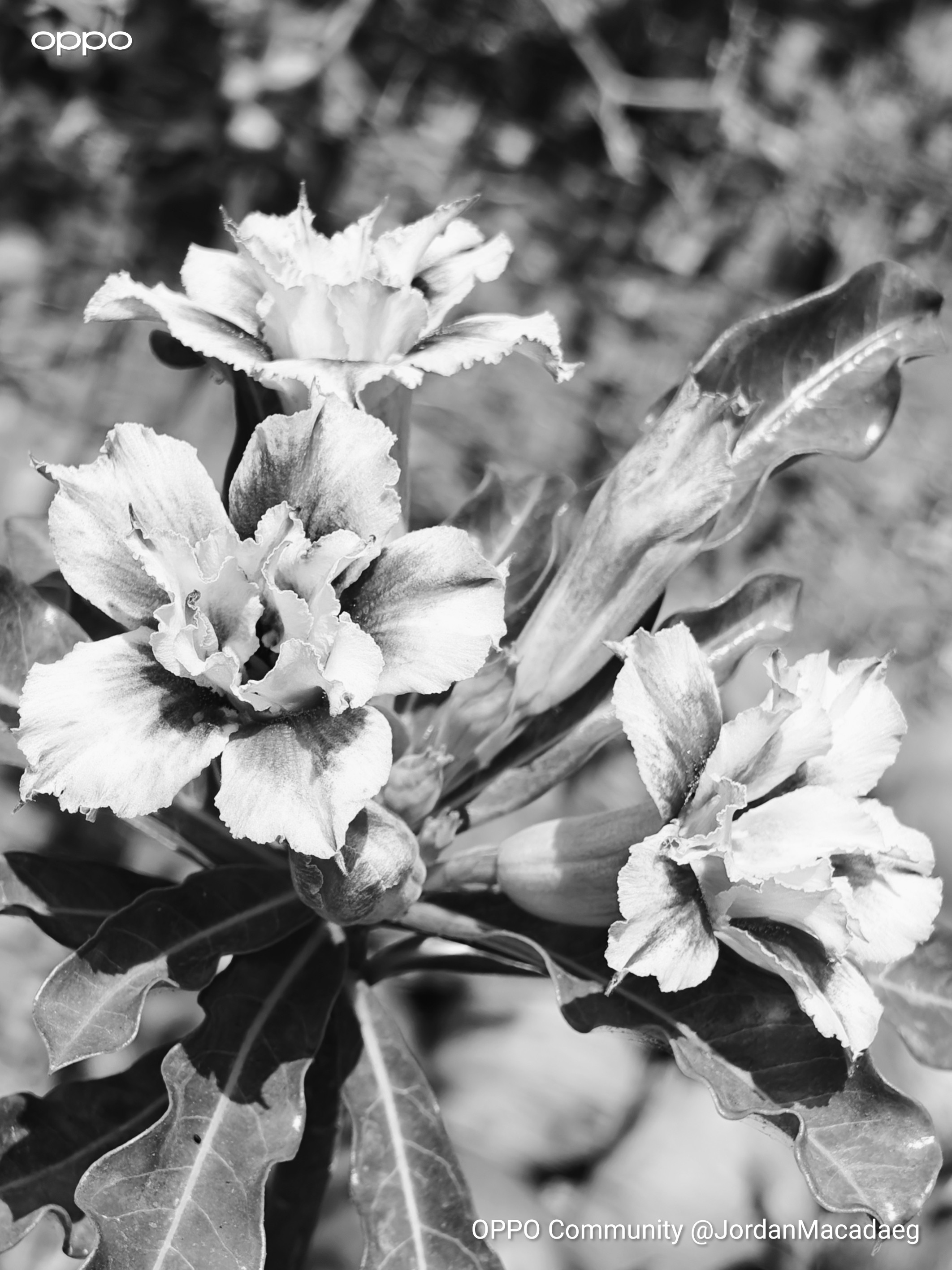 Can You Imagine: Flowers Without Colors