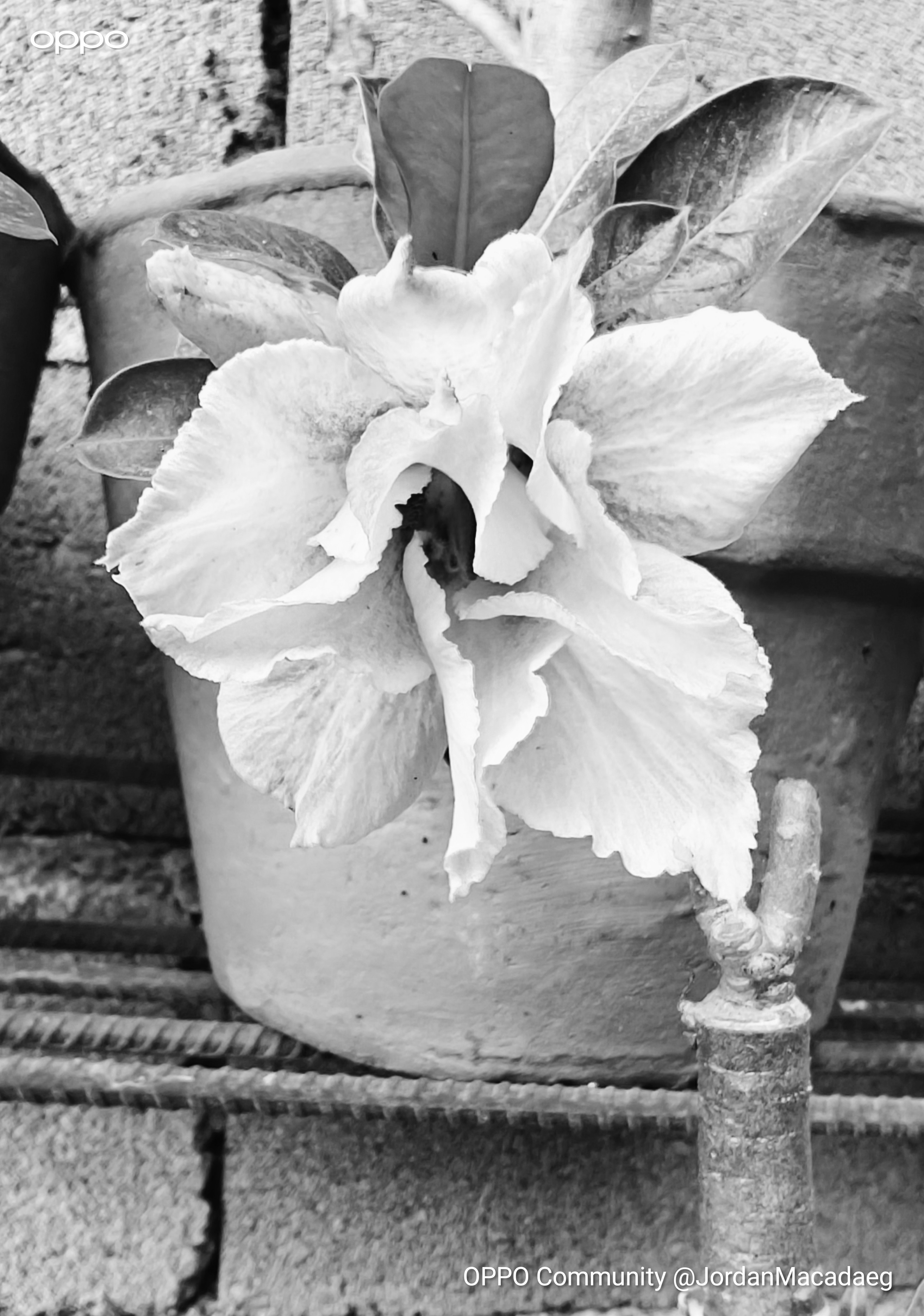 Can You Imagine: Flowers Without Colors