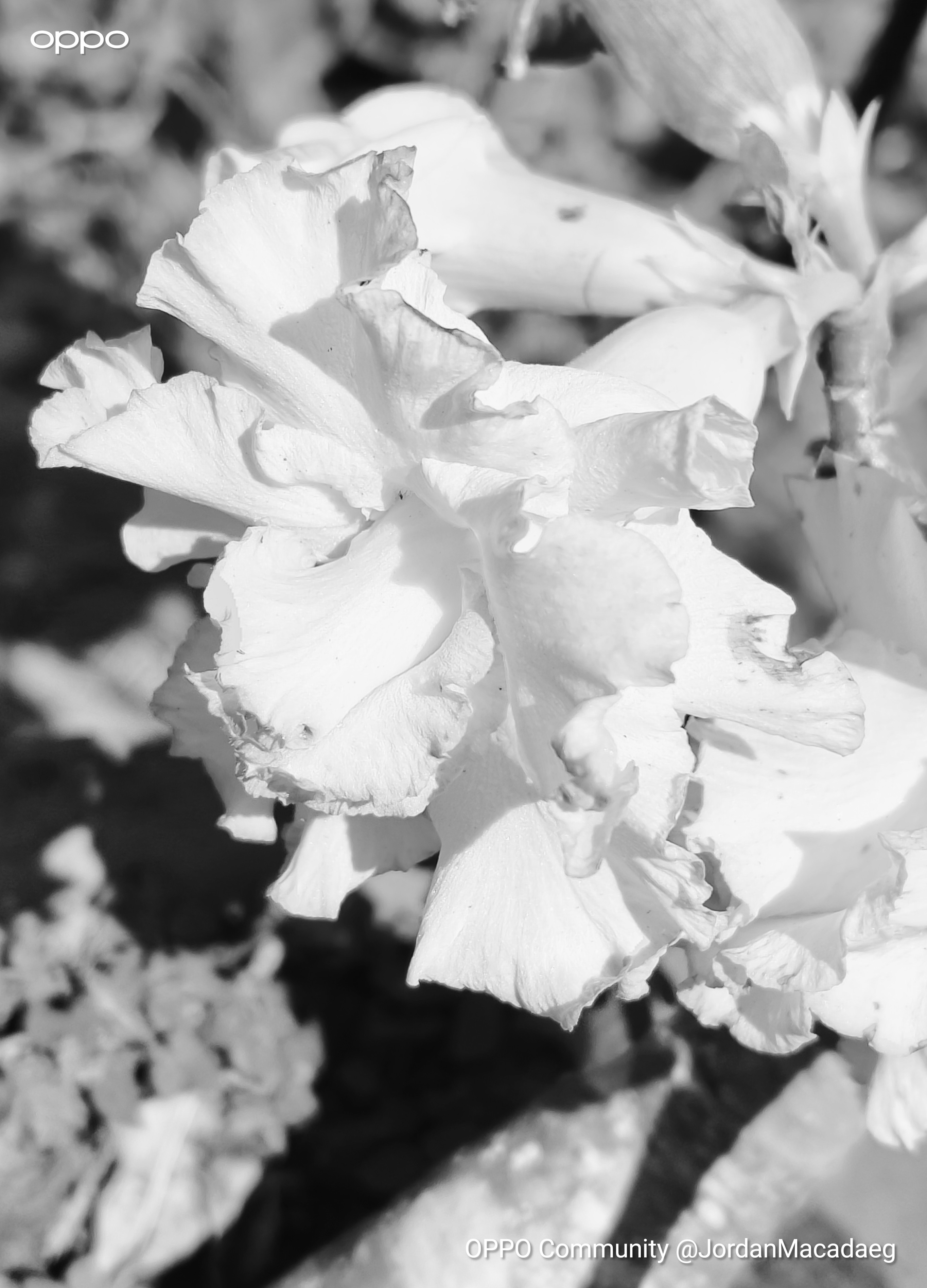 Can You Imagine: Flowers Without Colors