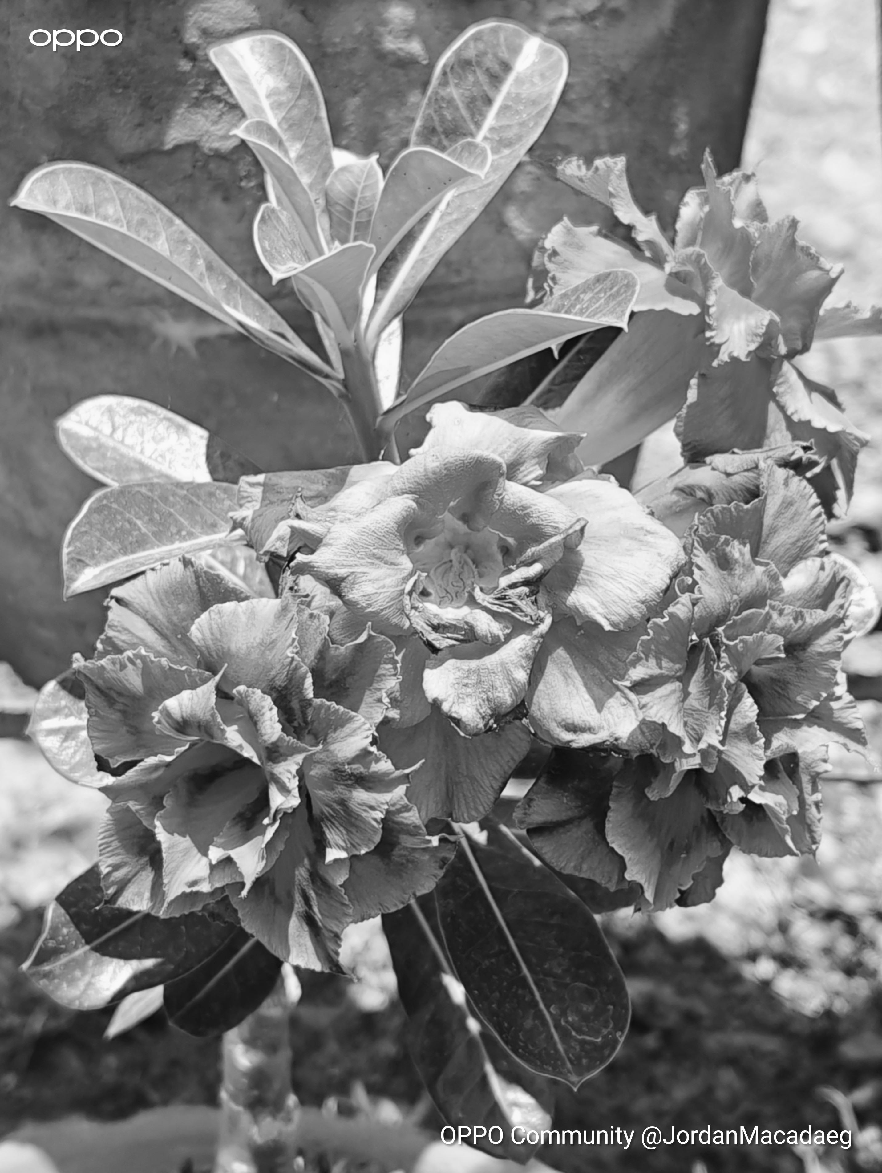 Can You Imagine: Flowers Without Colors