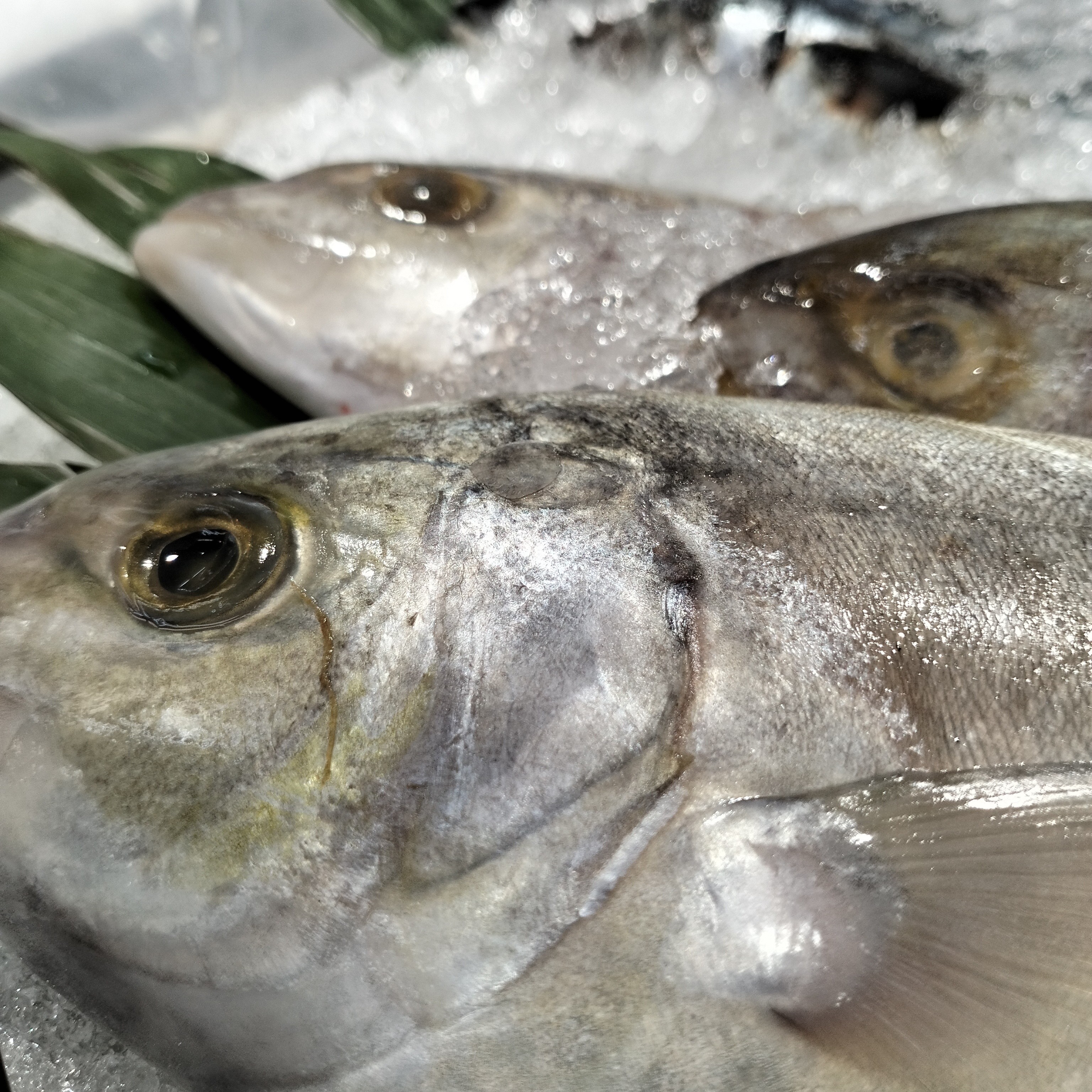 Fresh fish 🐟🐟🐟