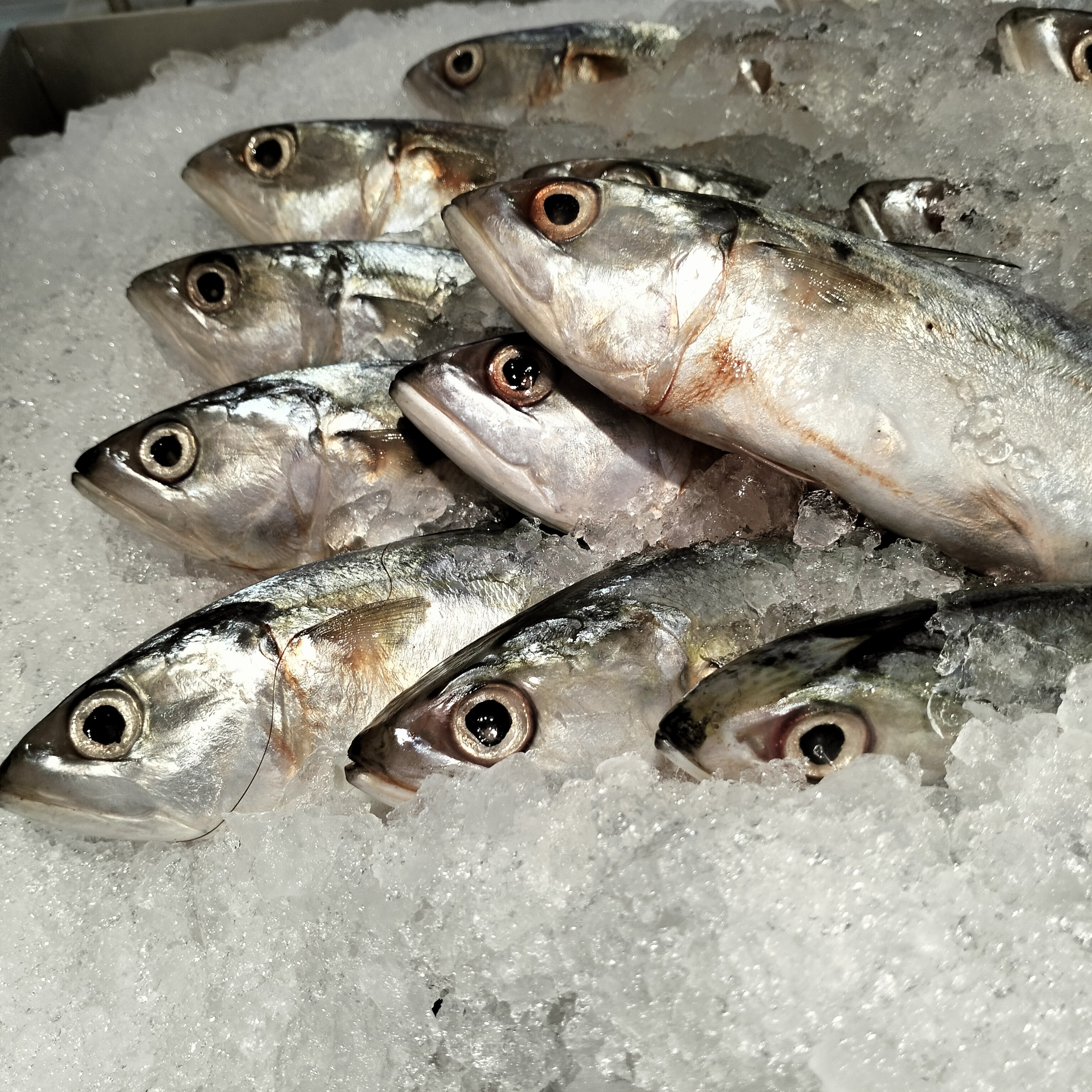 Fresh fish 🐟🐟🐟