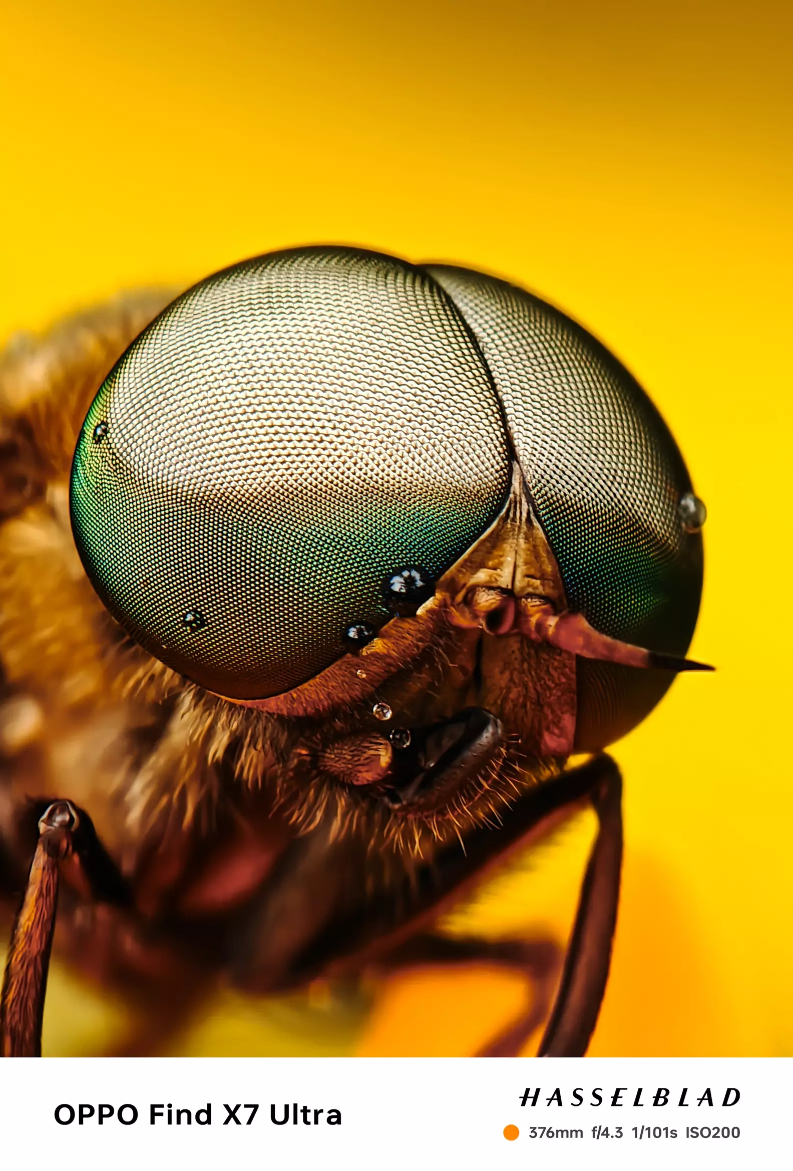 Capturing the Excellent Detailed Macro Shots Using OPPO Find