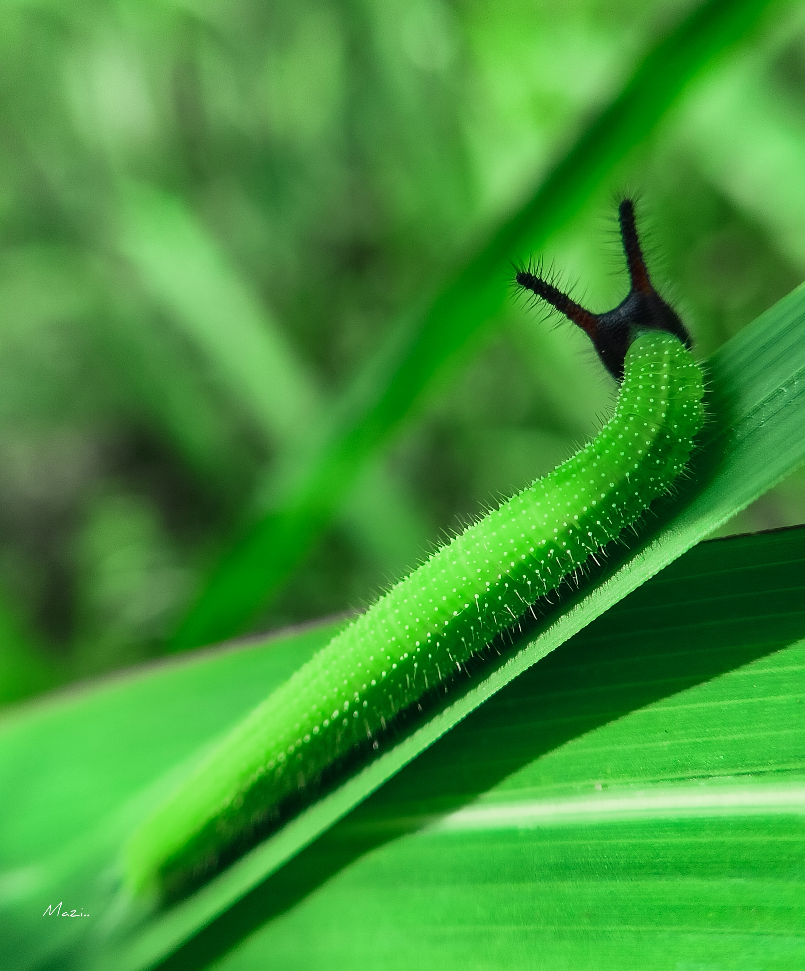Exploring The Insect World - V