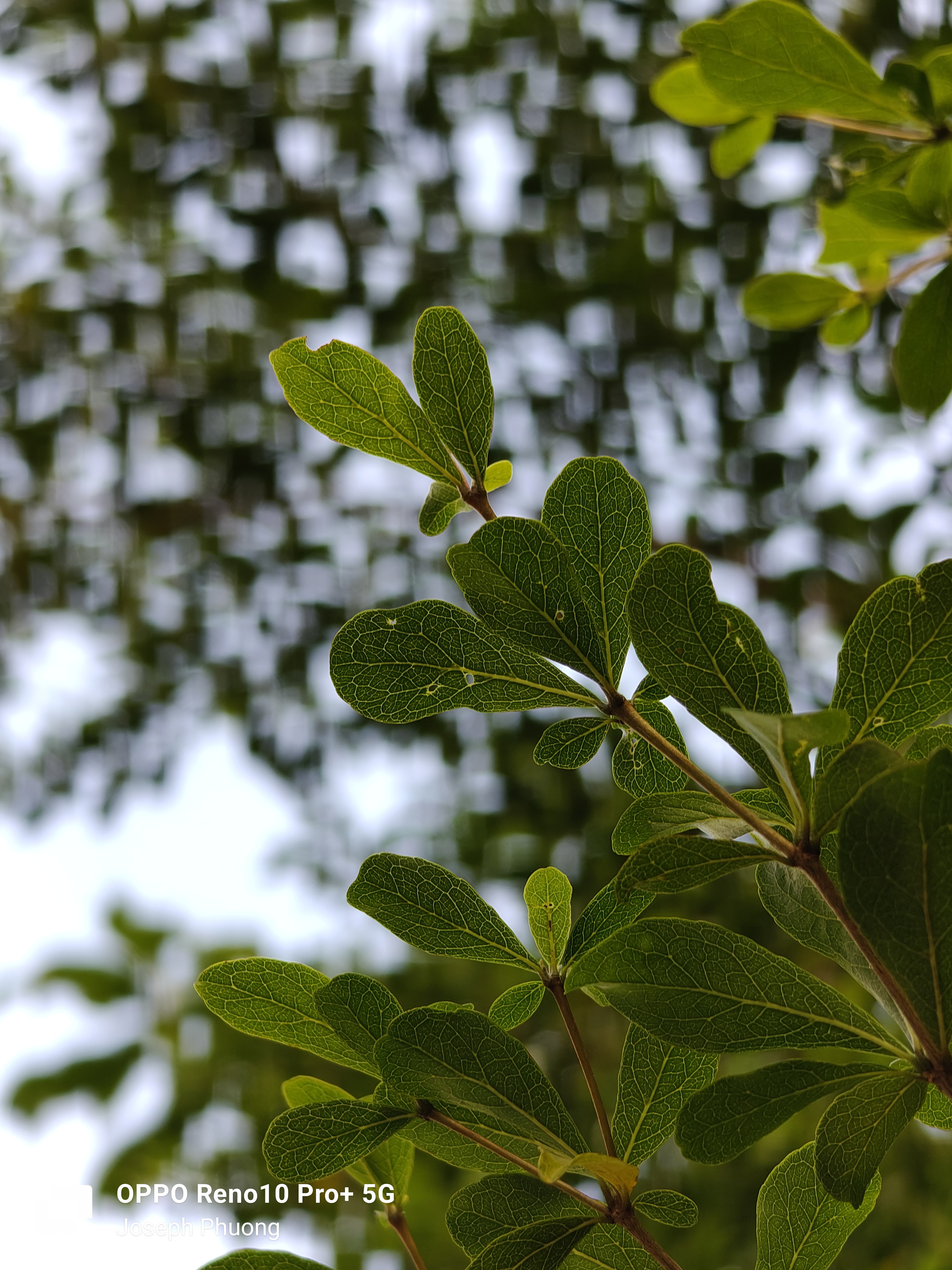 Dayen Tree new day