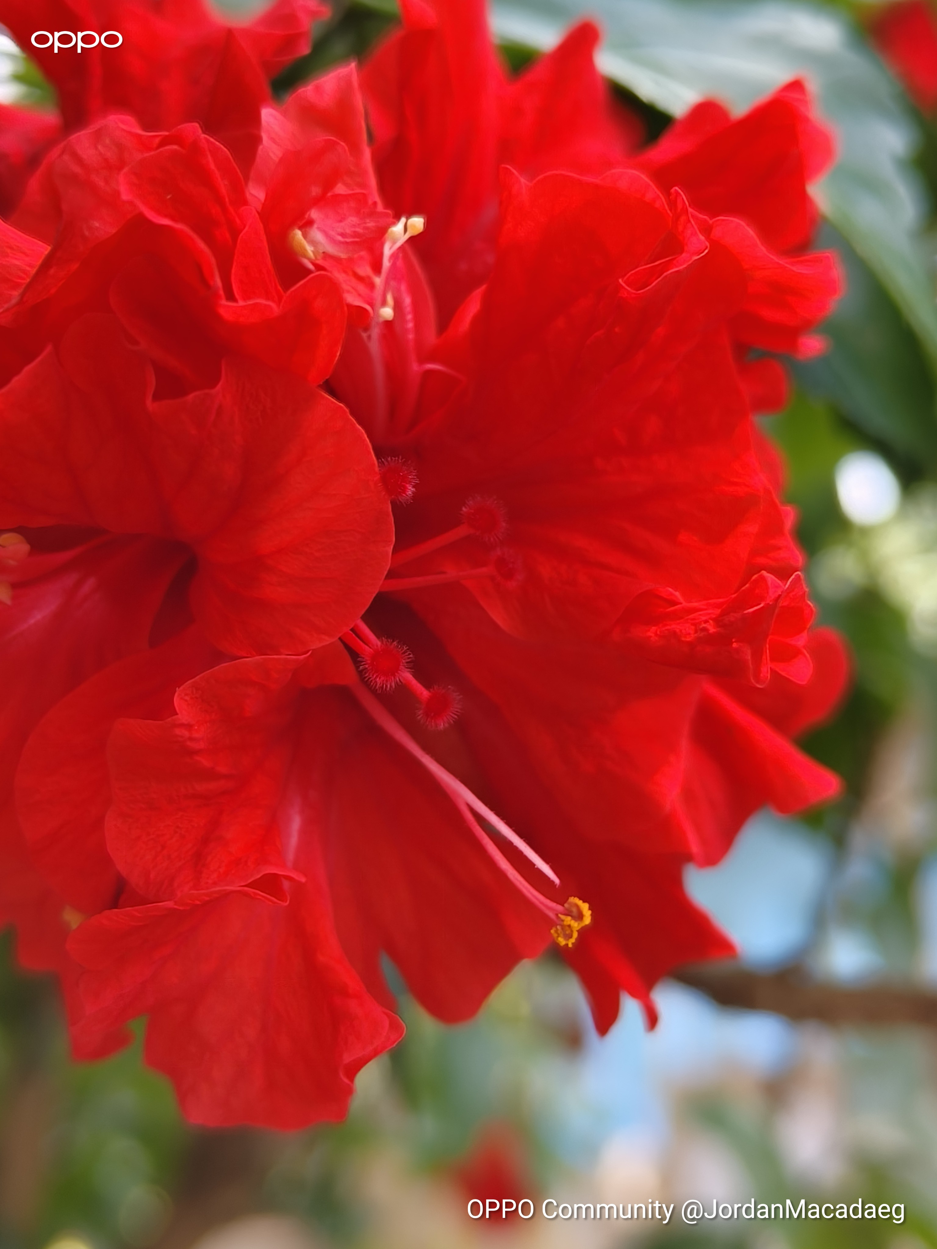 In Bloom