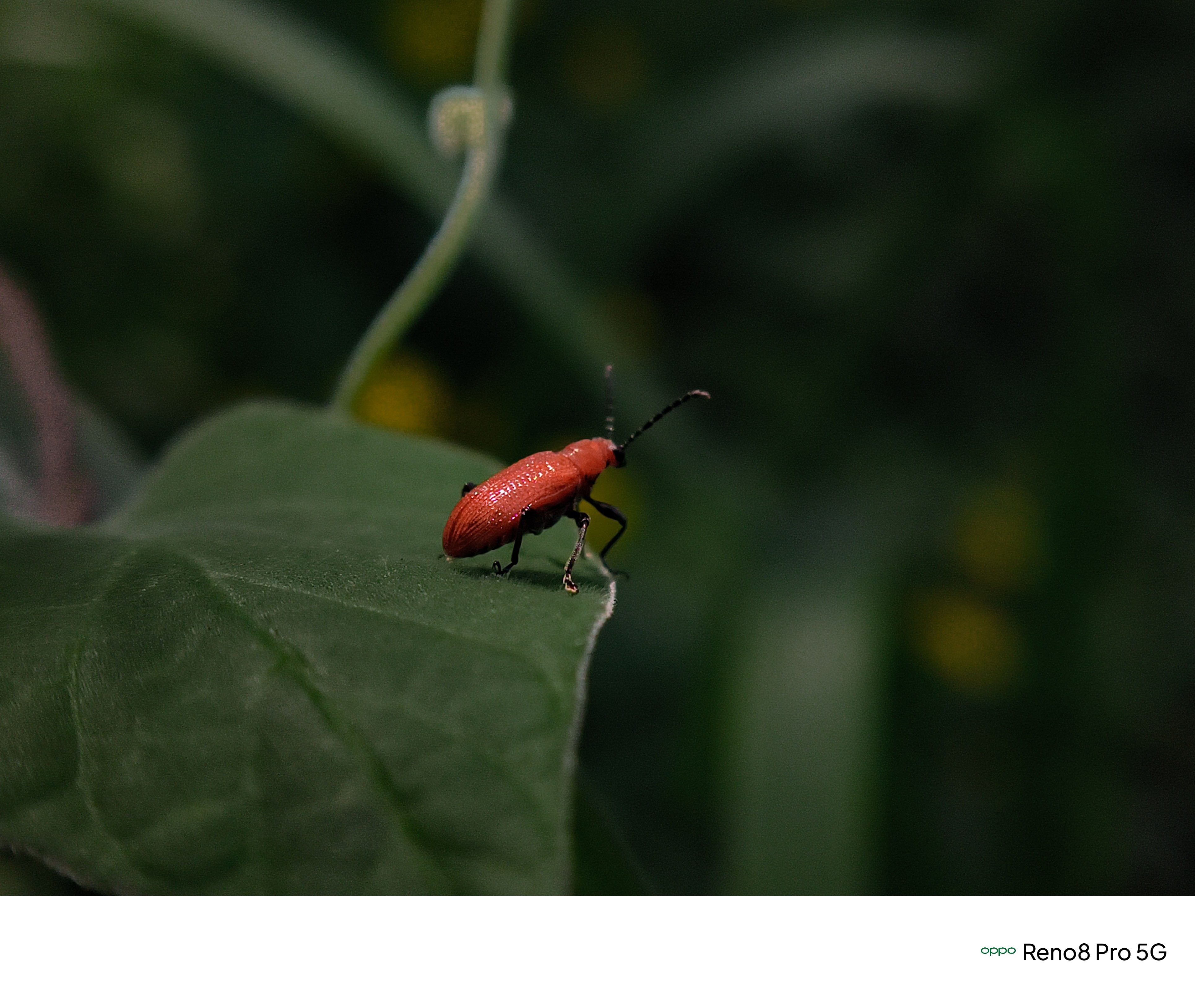 Red Bug Pistent Day 7.Red bug in a green world.