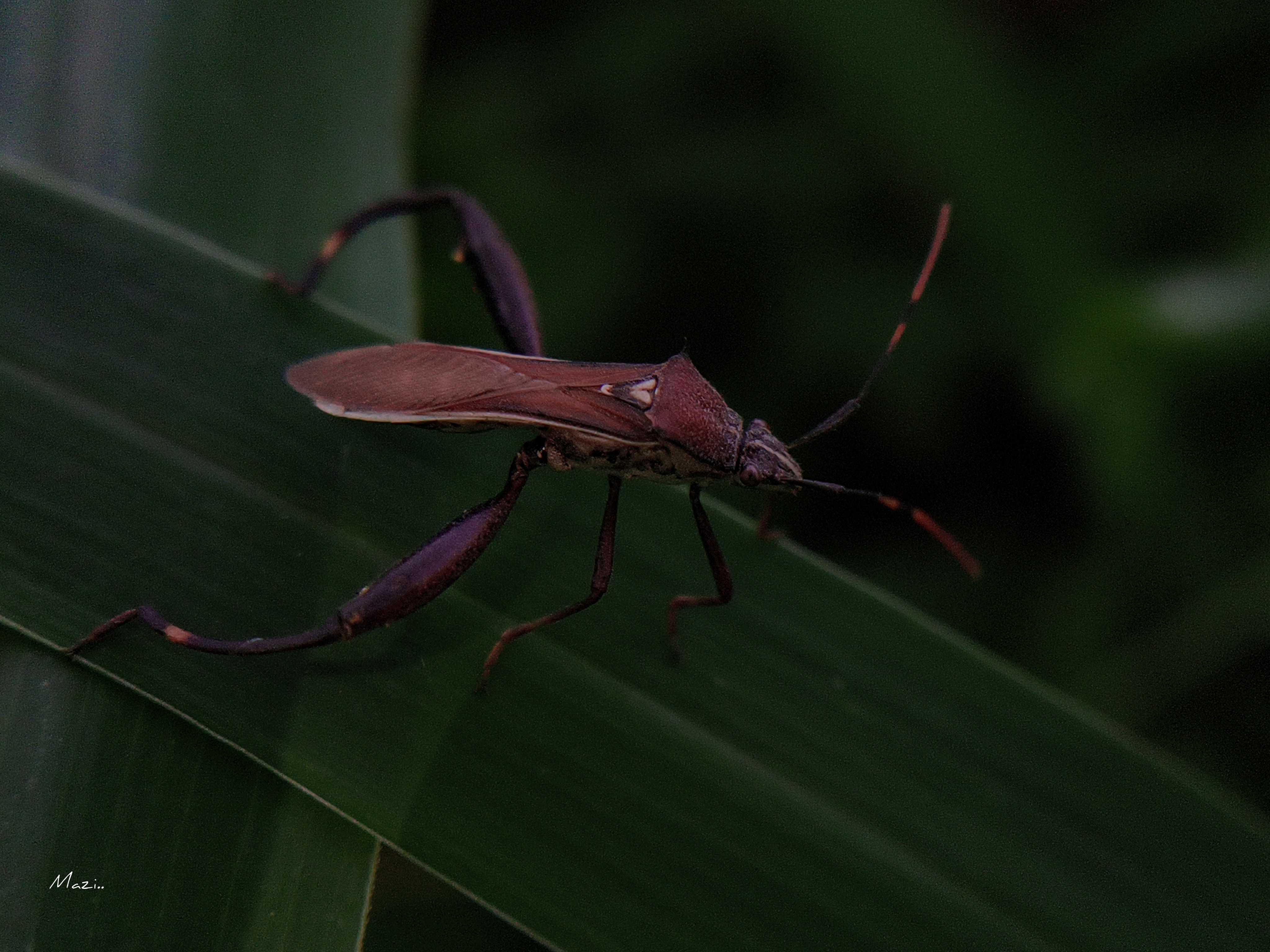 Two Clawed Insect Legs November 9thHave you seen this species before? 🤔