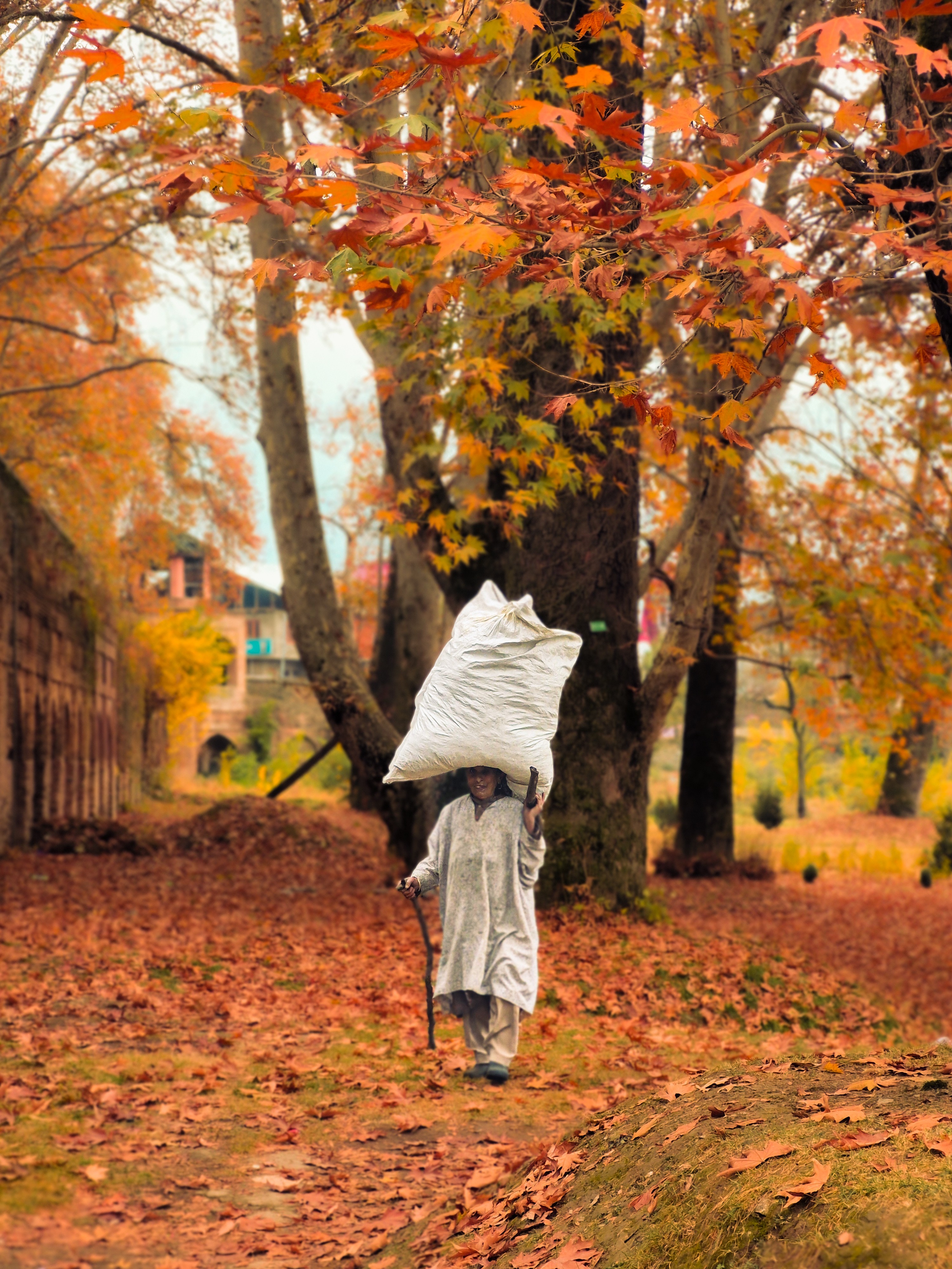The essence of autumn