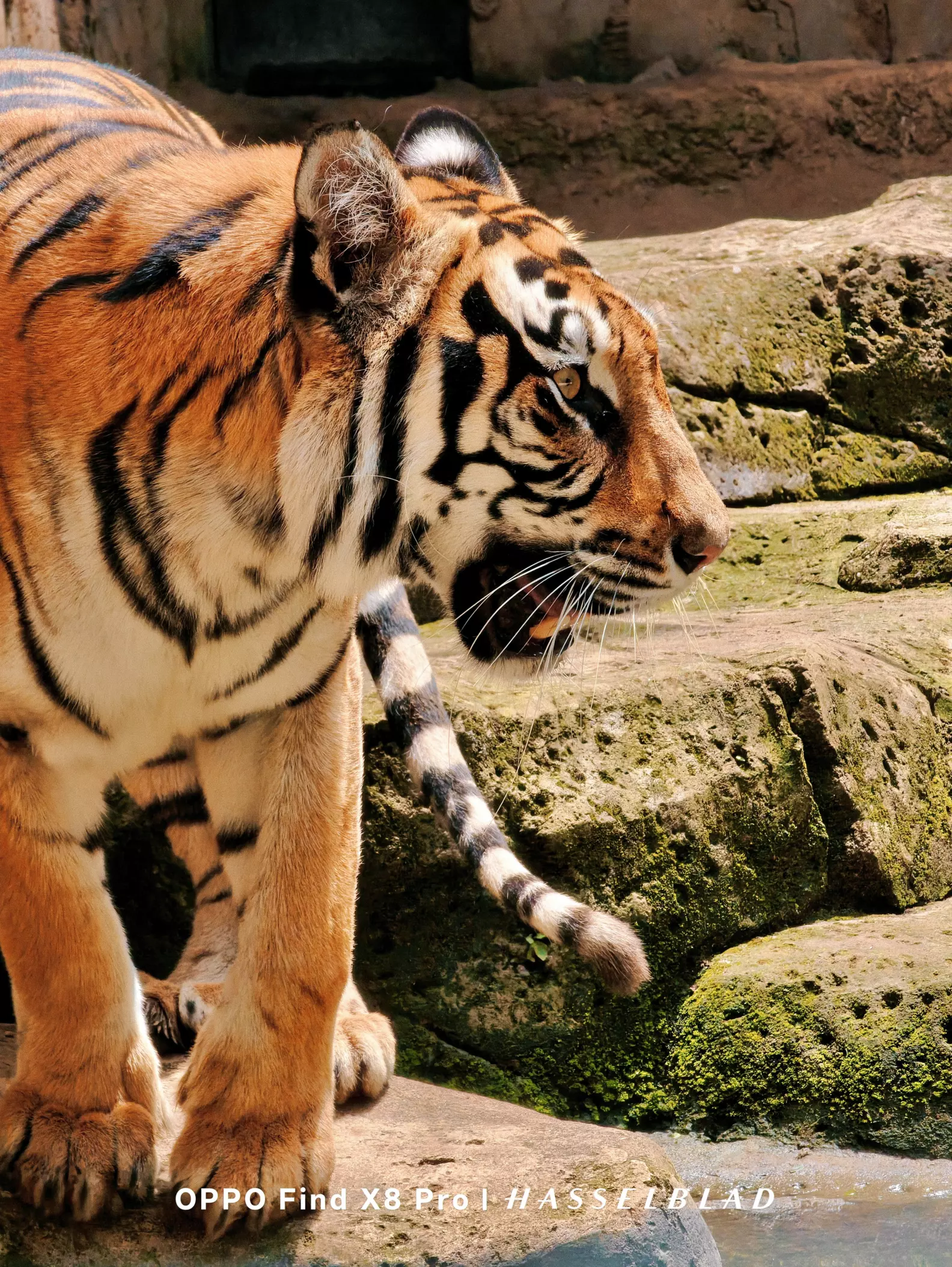 Tiger Using Phone Try photographing tigers using Oppo Find X8 Pro. The quality