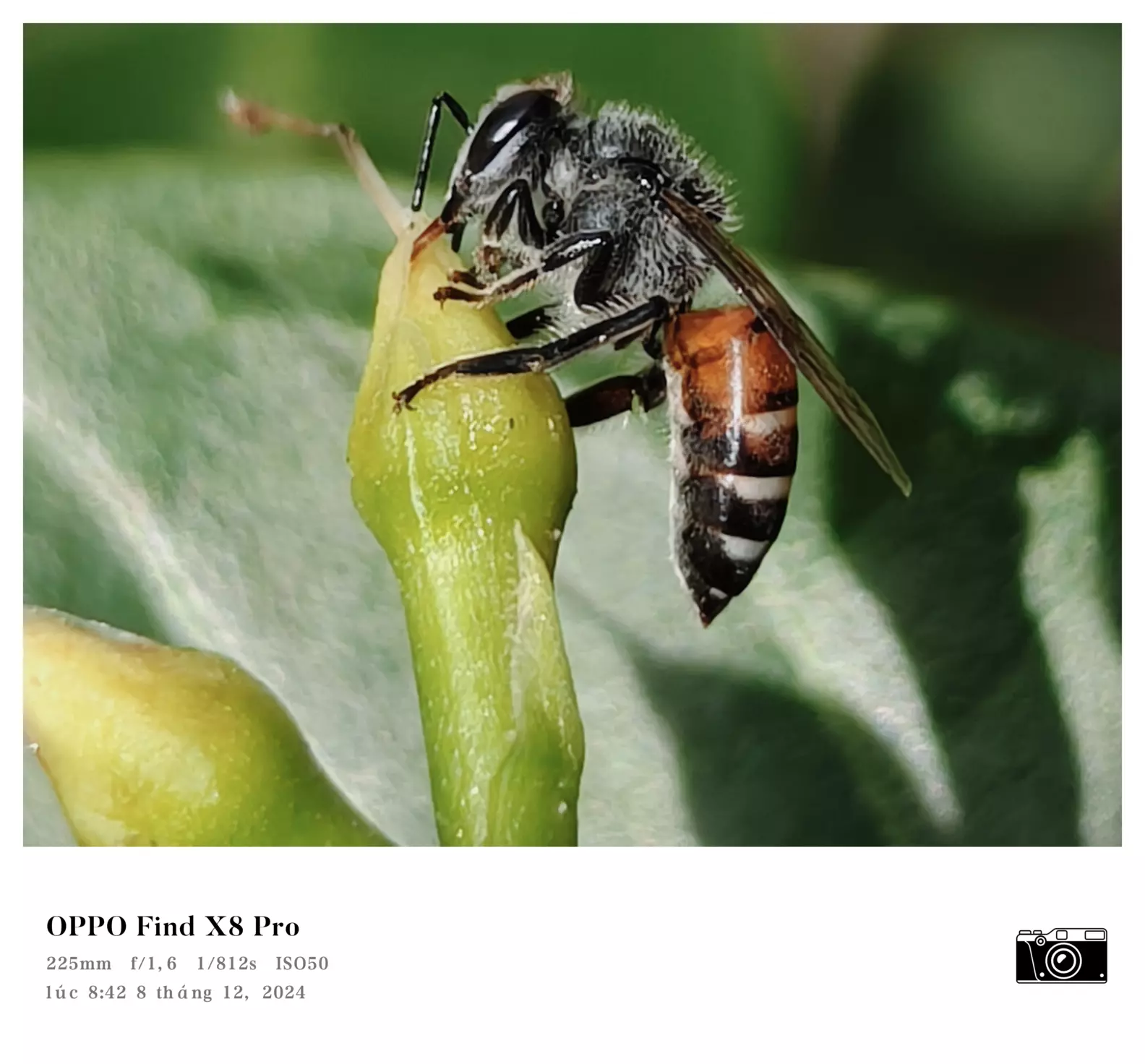 brown bee