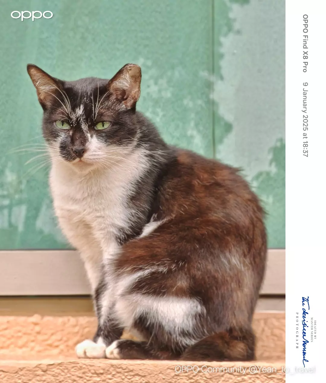 There are a few community cats in my estate but I seldom sto