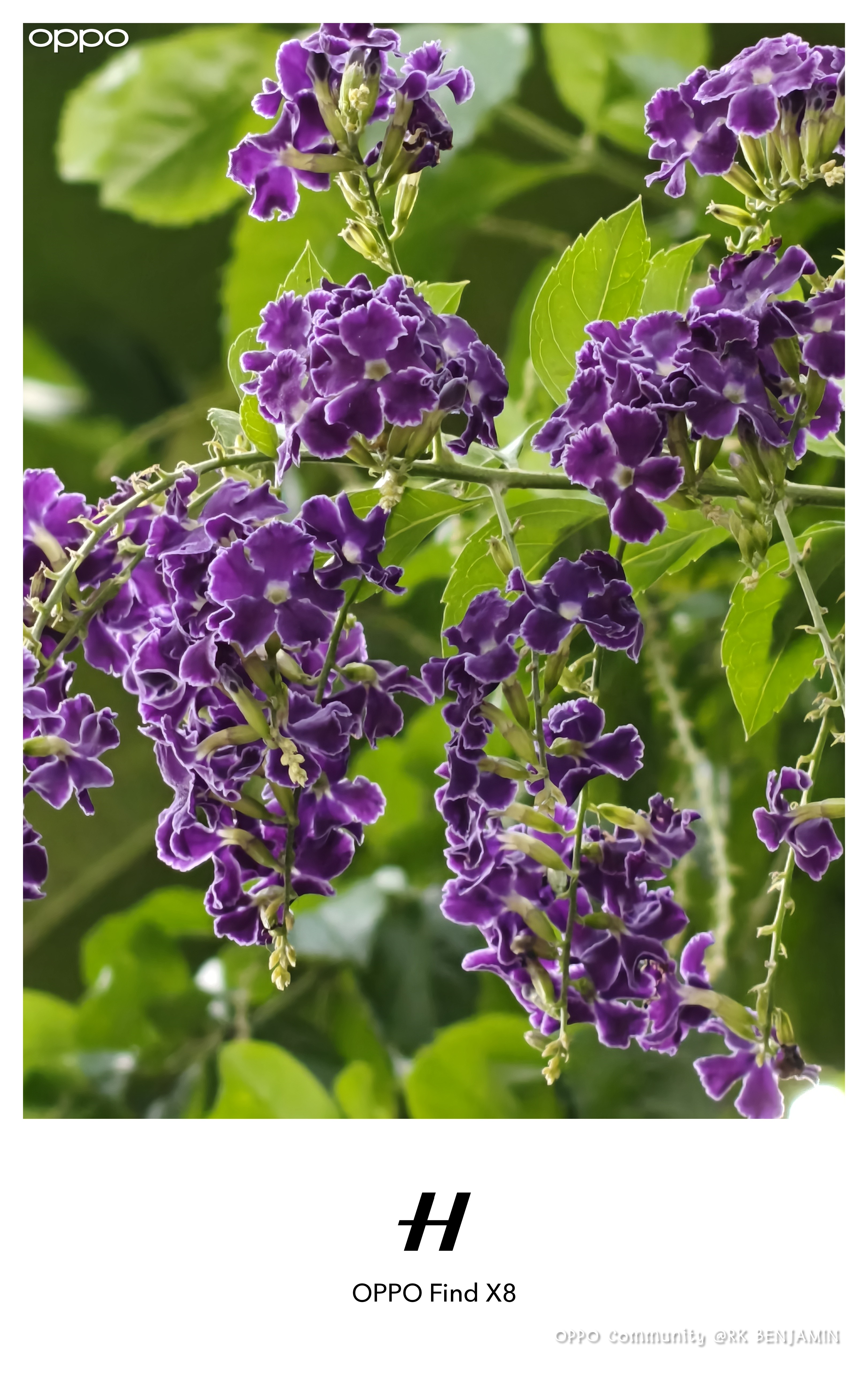 Duranta erecta or Golden Dew Drop in the Philippines.