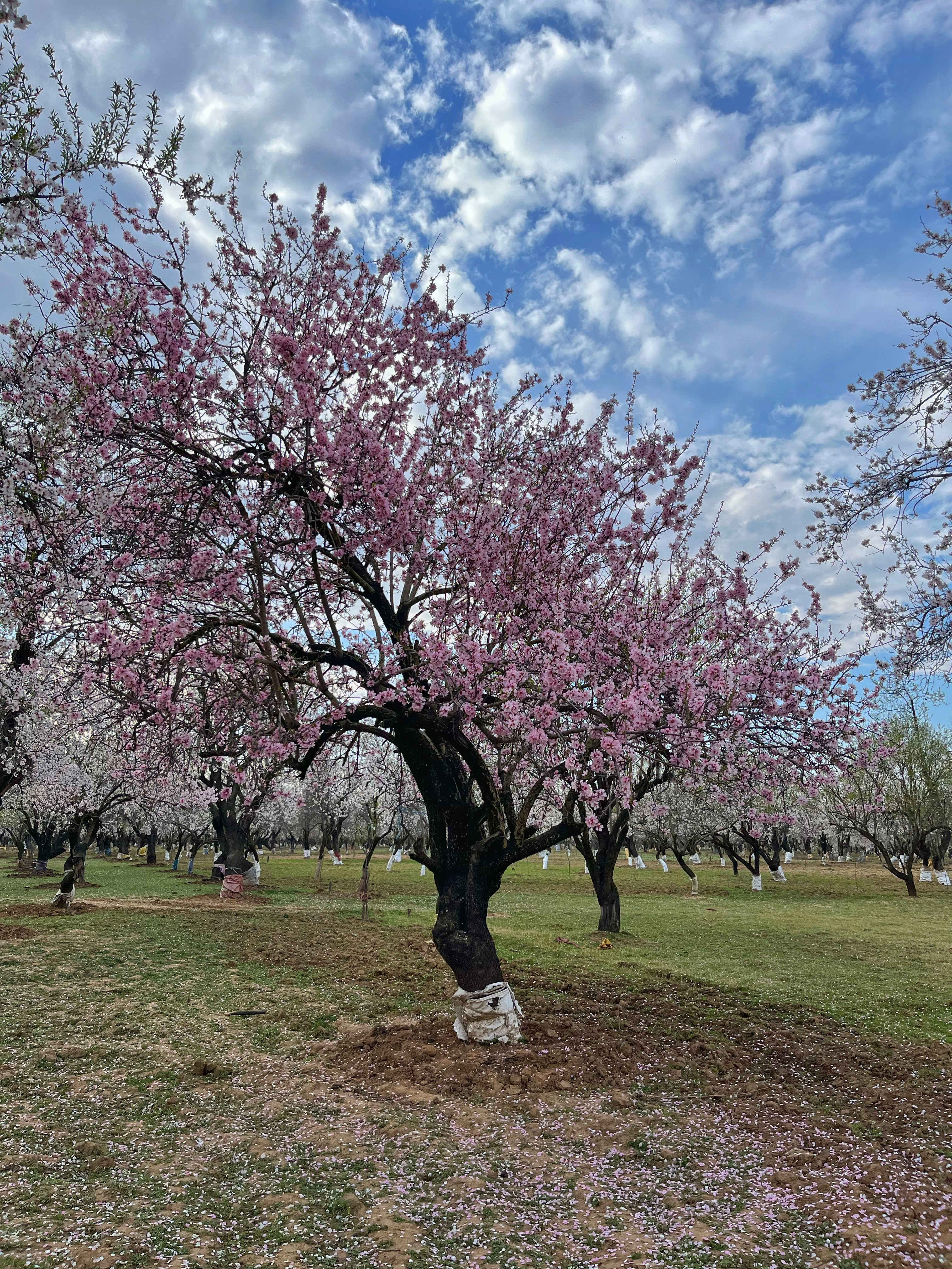 Alberta Fresh Spring The air is filled with the sweet scent of spring, and the al