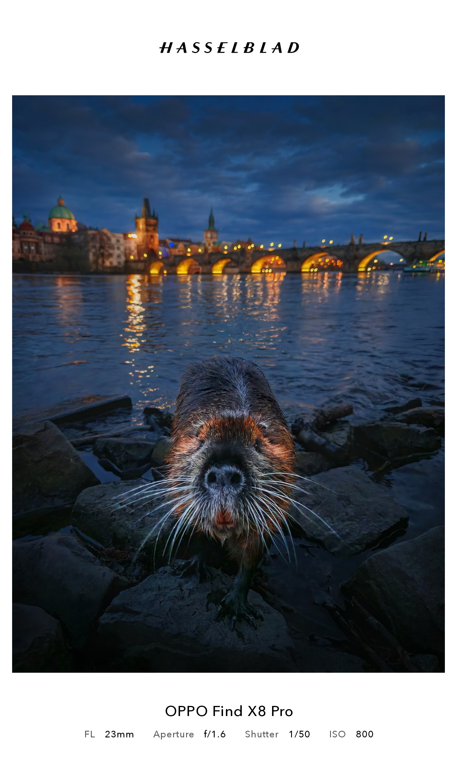 River Rat in Prague