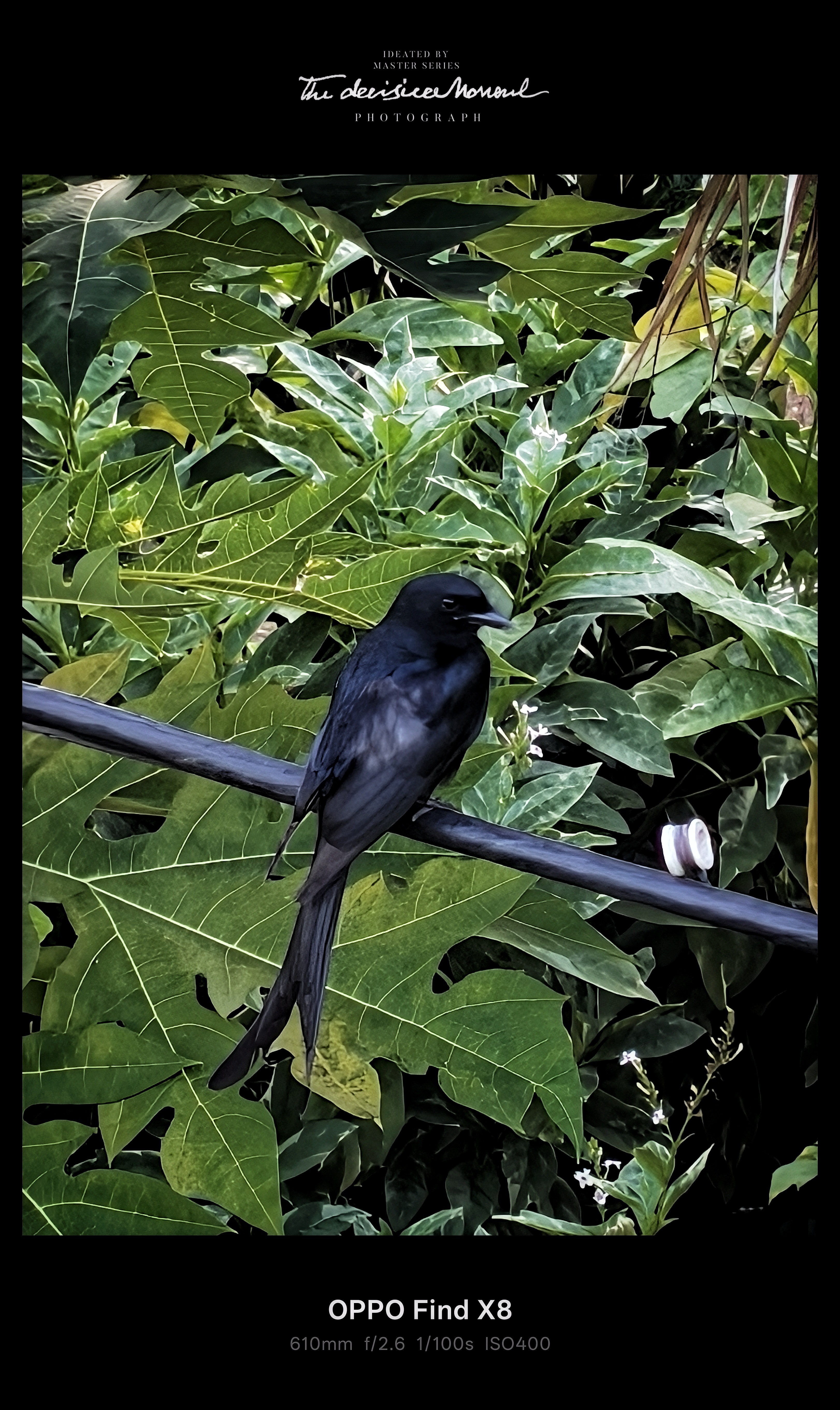 Clickety Bird Hello everyone 😊 Here are some random clicksThose birds wer