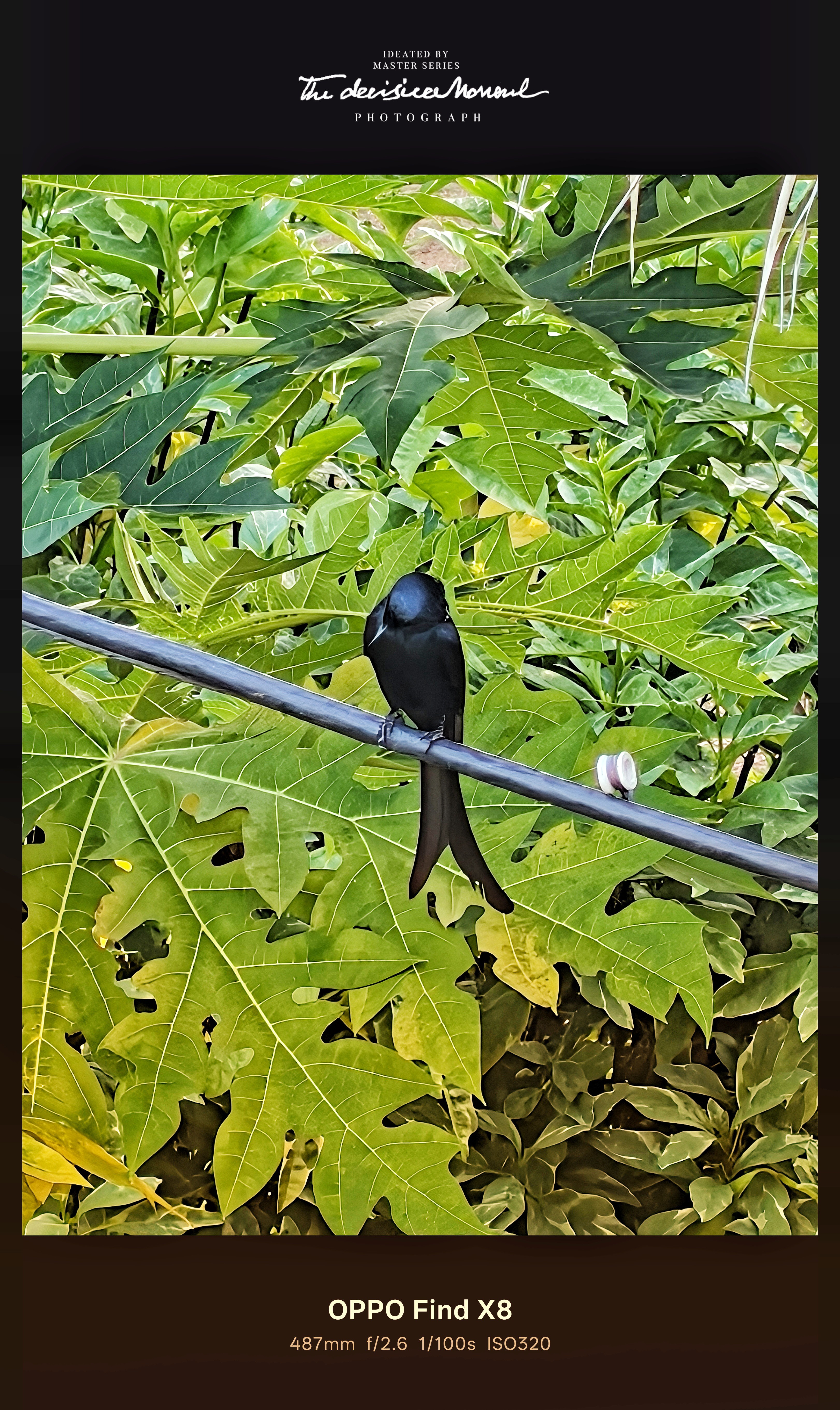Clickety Bird Hello everyone 😊 Here are some random clicksThose birds wer