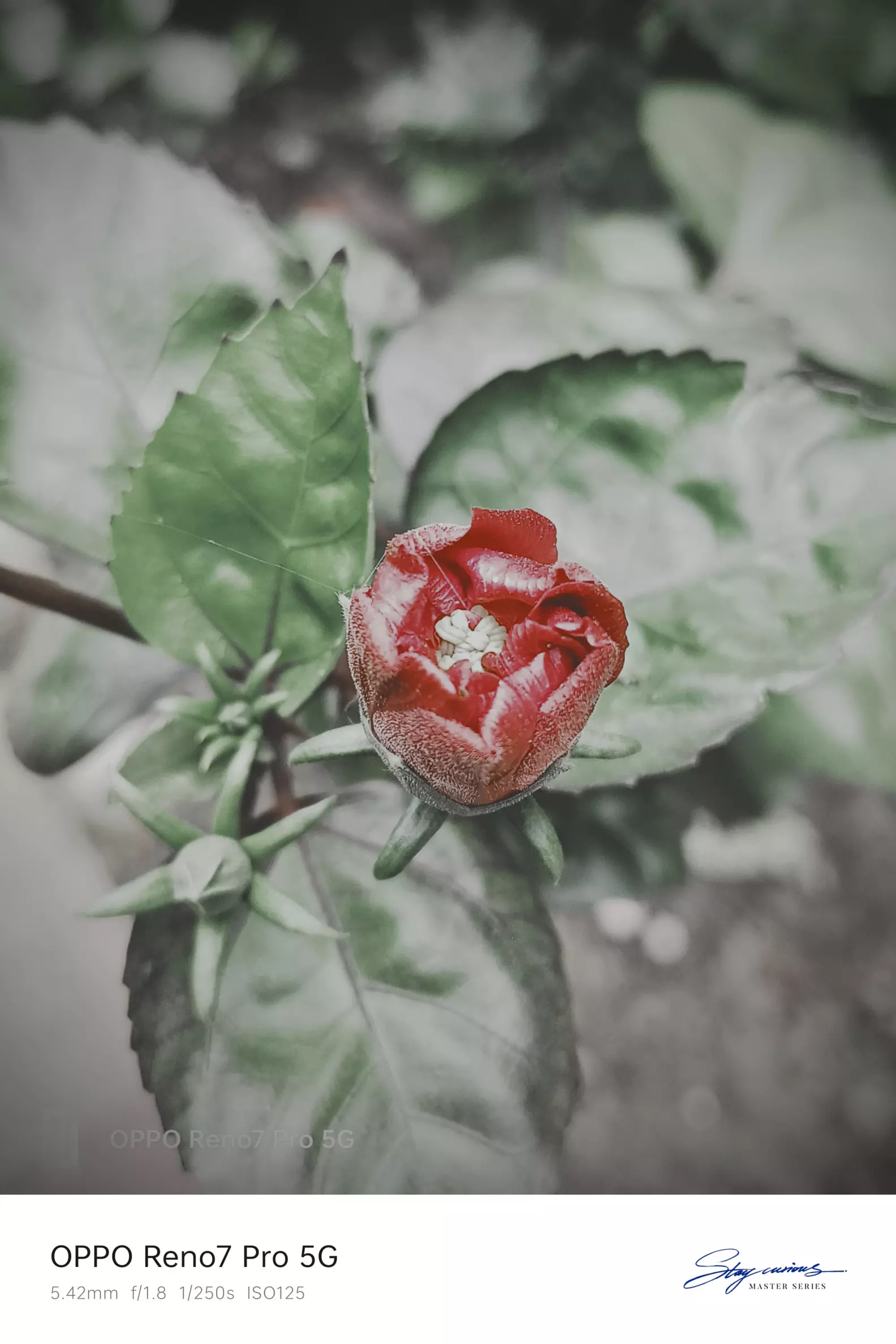 Flower 🌹