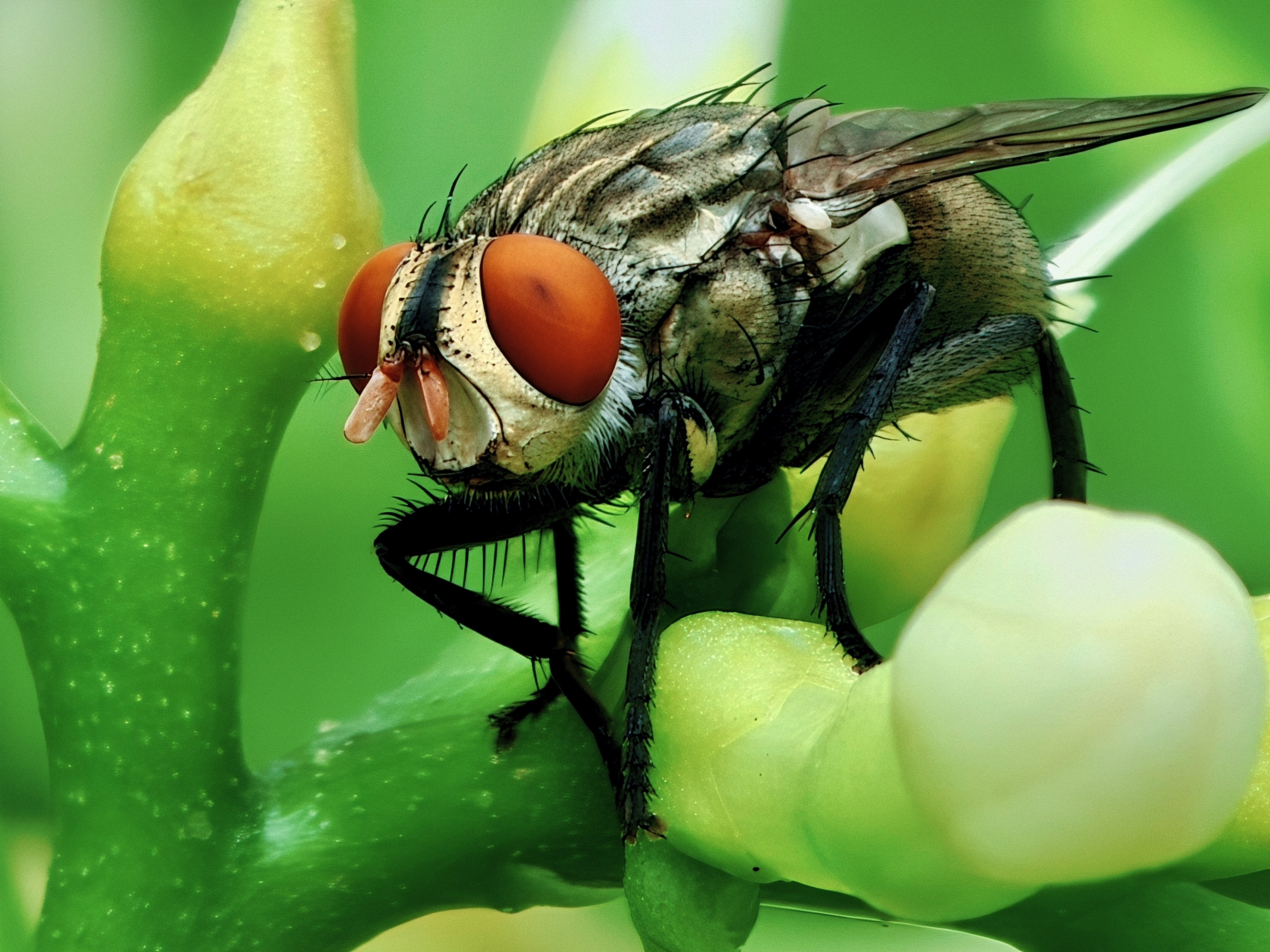 Mafs Insect insect world