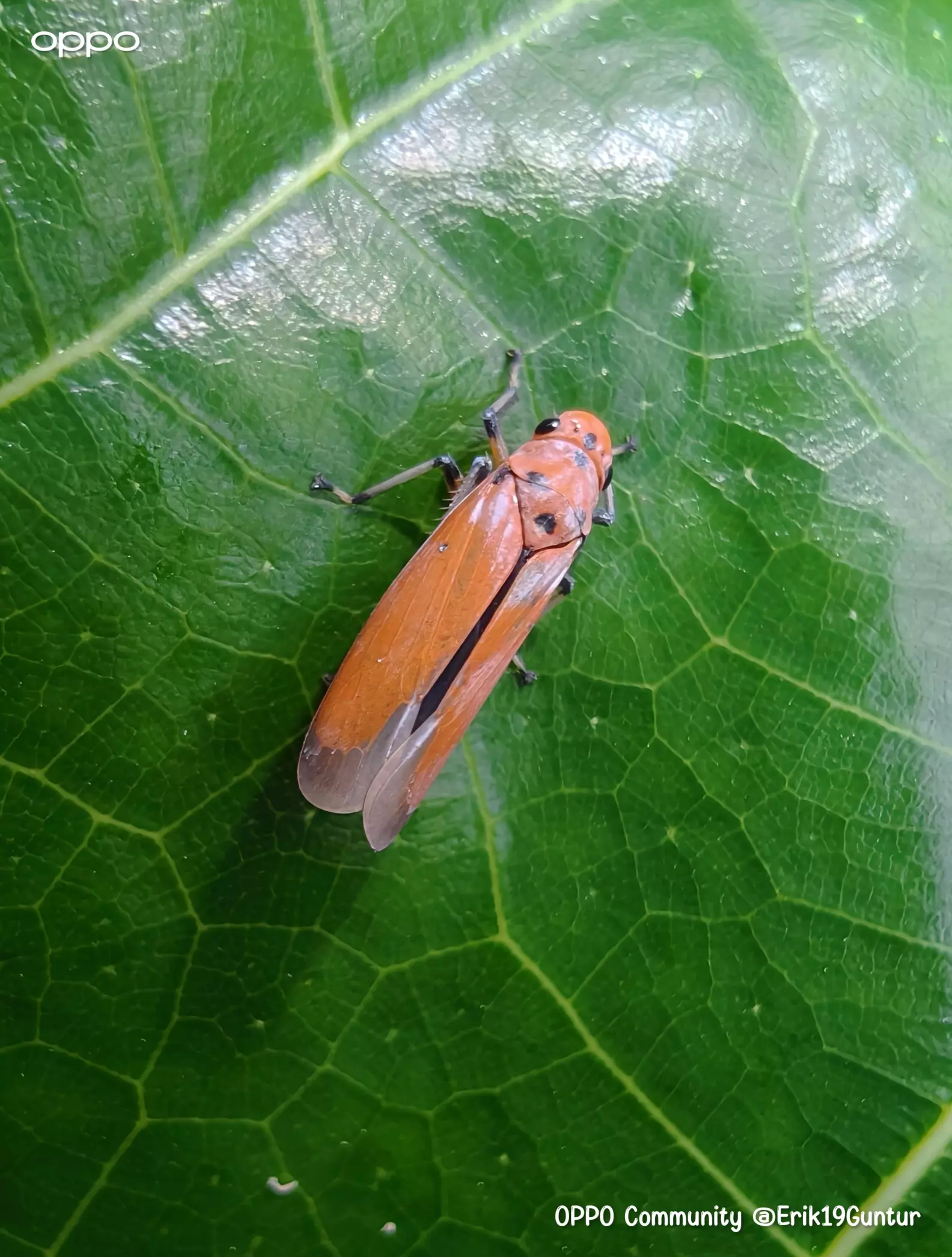 Thread Like Insect This type of insect has a beautiful color, but this animal c