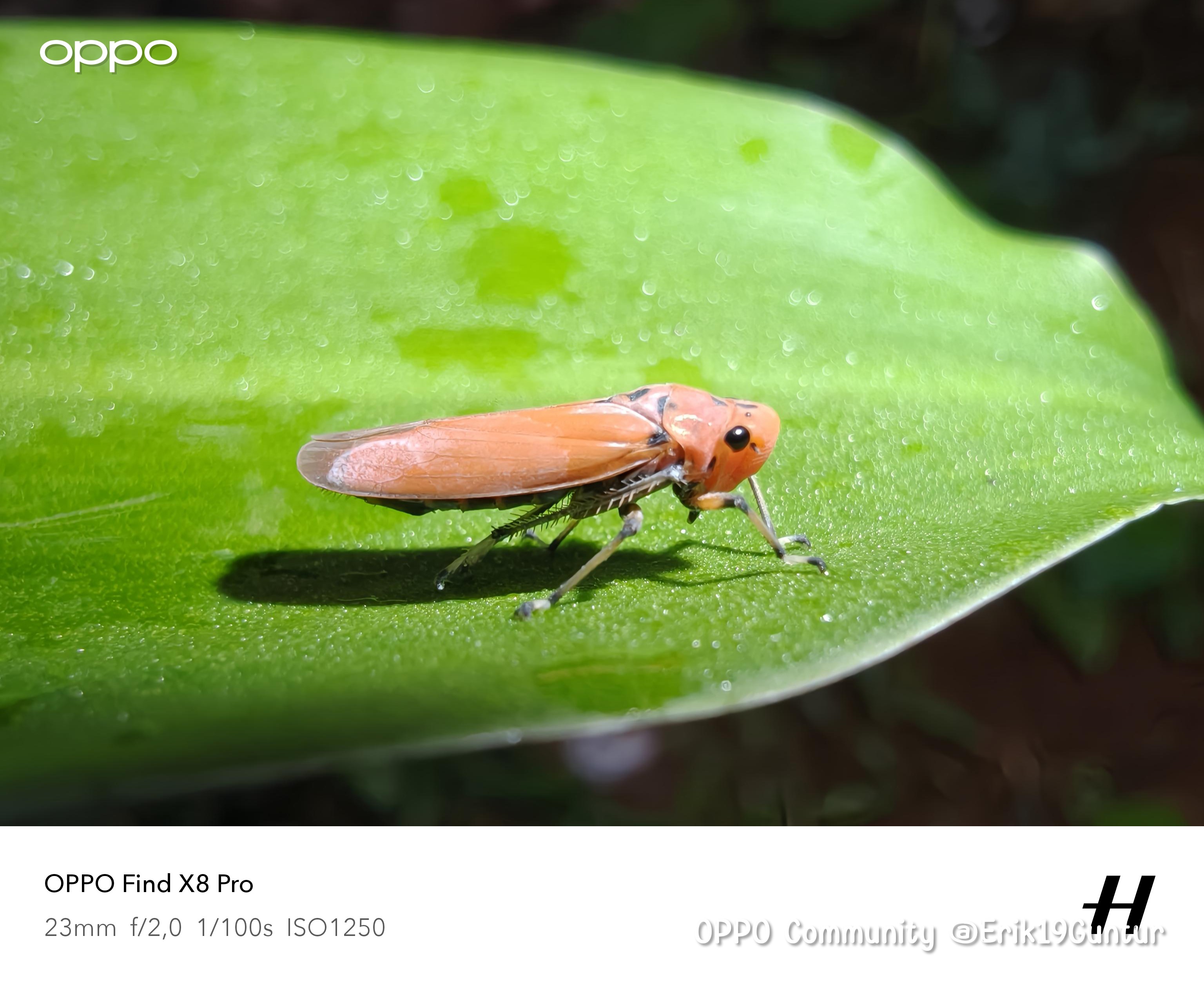This little insect has a cute face, but if you look at it ag