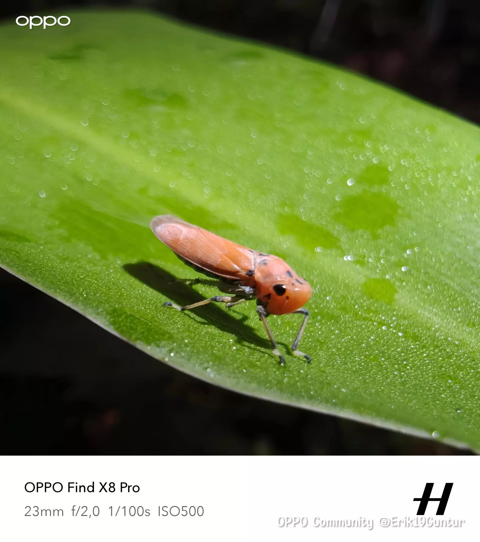 This little insect has a cute face, but if you look at it ag