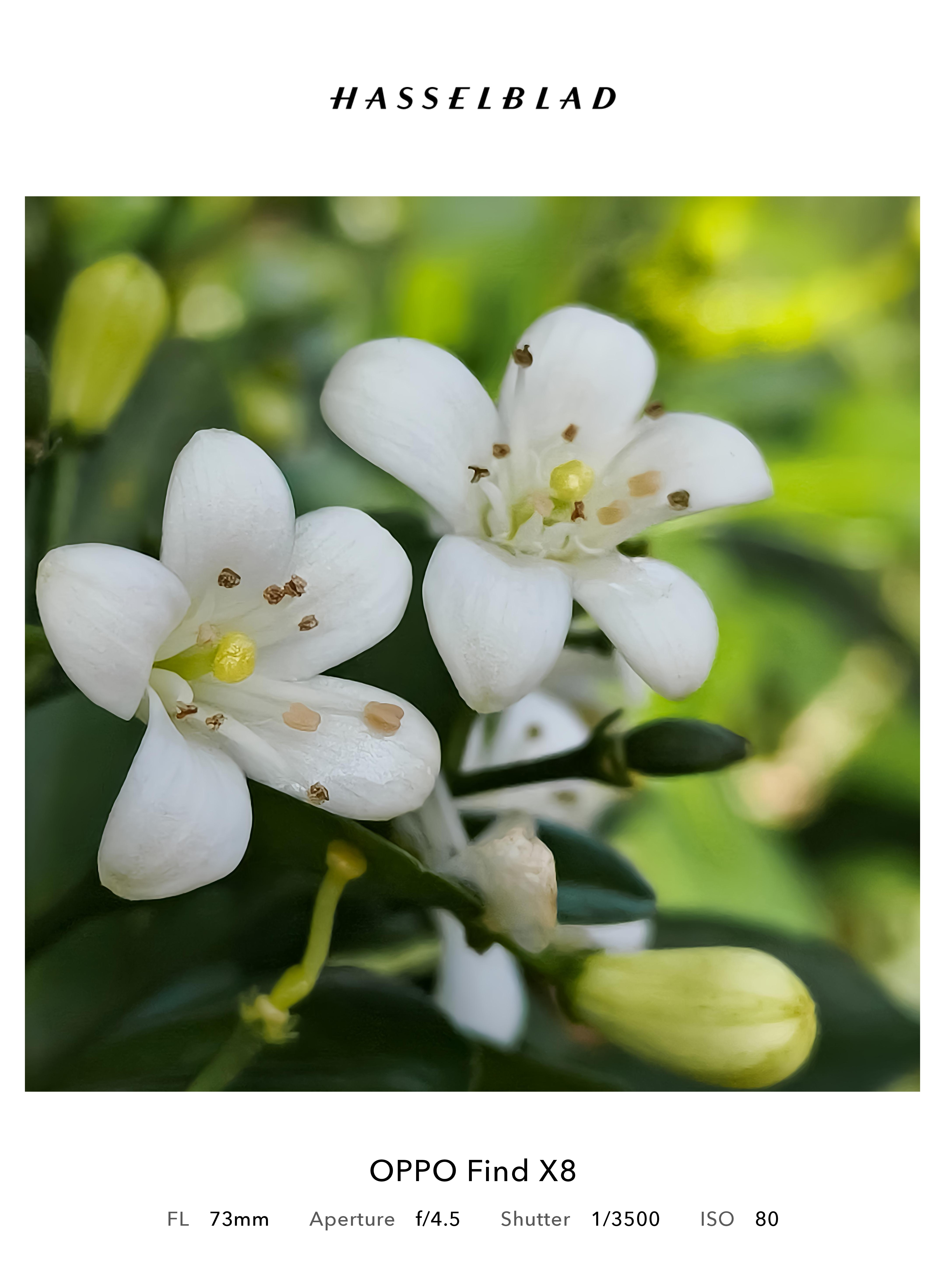 Capturing flowers in portrait mode with the OPPO Find X8 is
