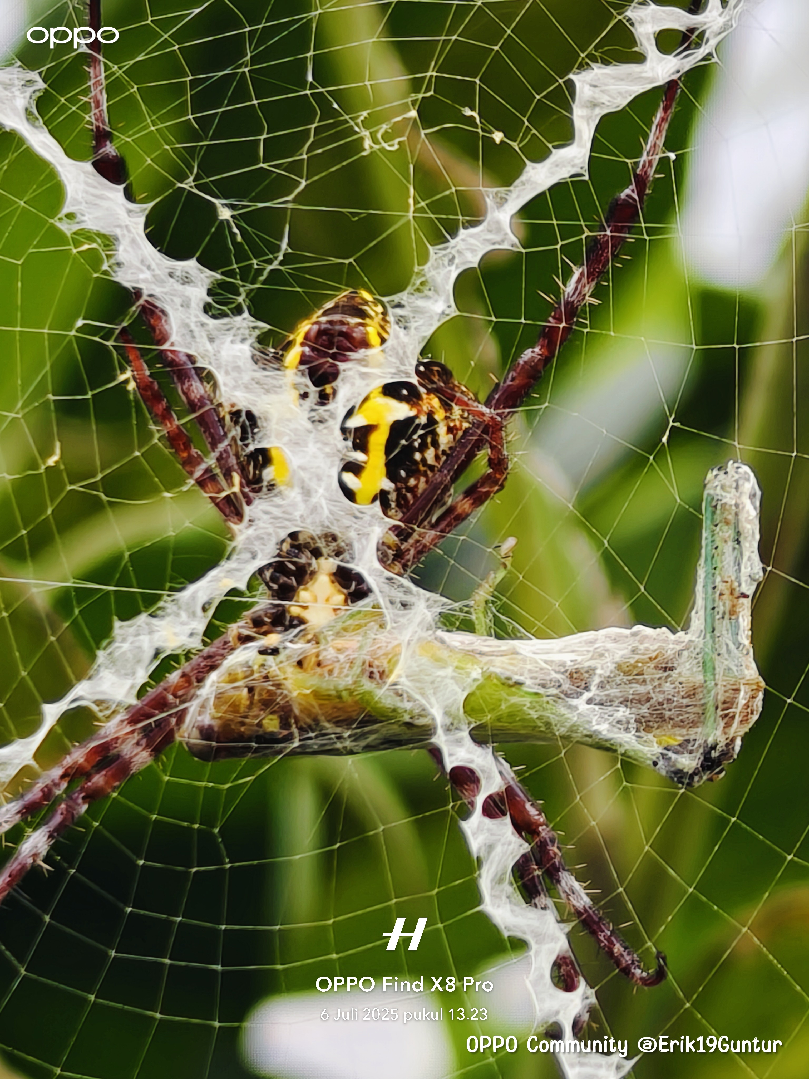 This spider successfully ensnared a grasshopper which was so