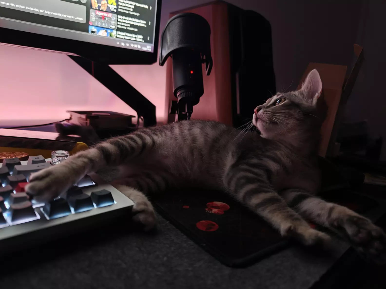My cat seems to believe he's a (PC) mouse. He also seems to