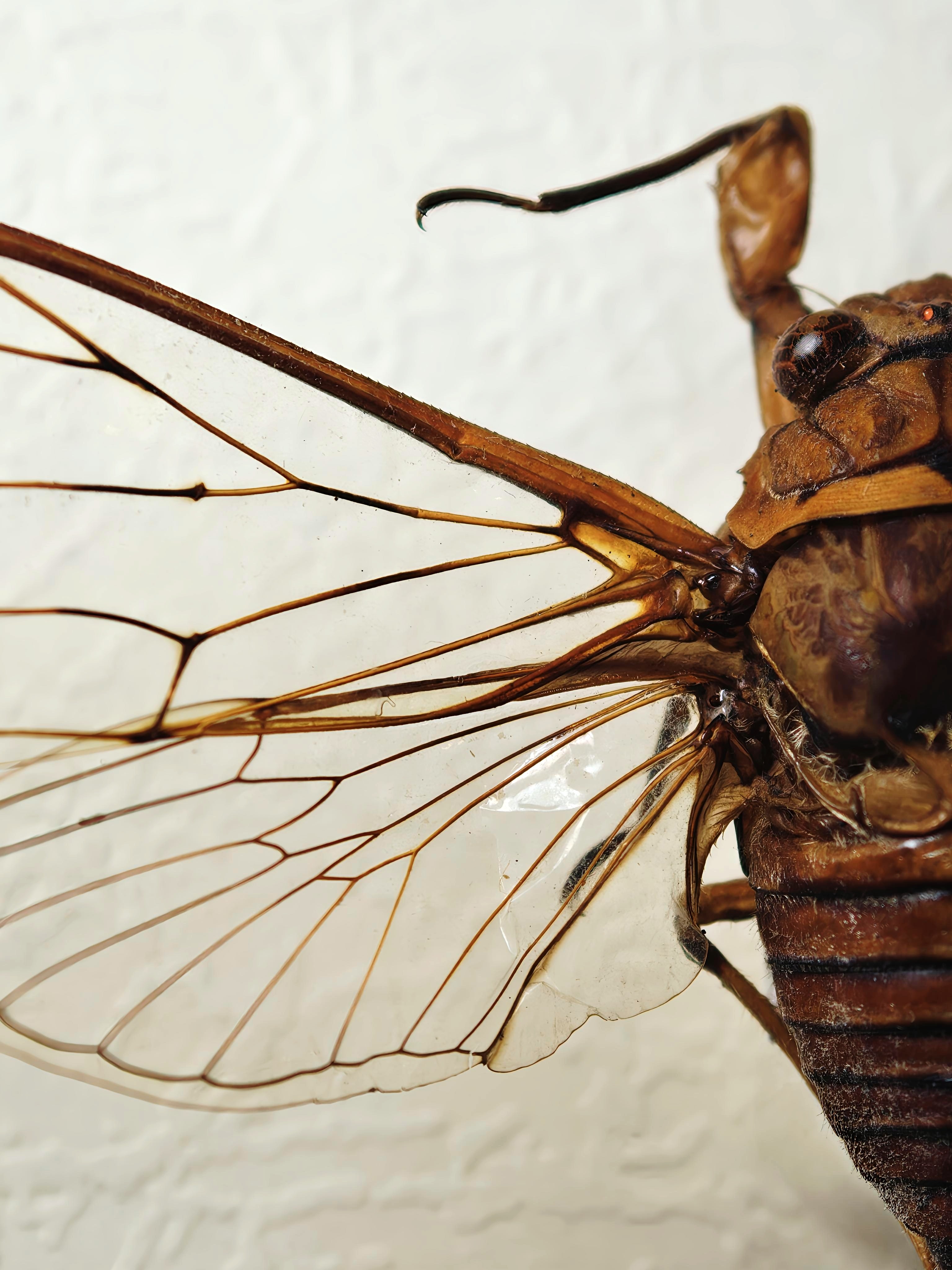 A Close-Up Study of a Cicada