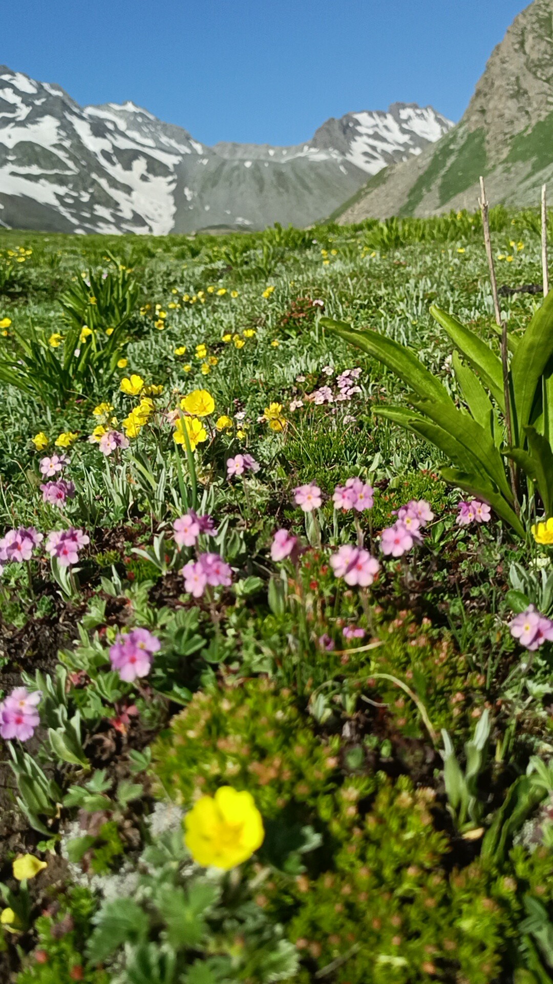 Alpine dreams: Tiny wildflowers bloom in vibrant colors bene