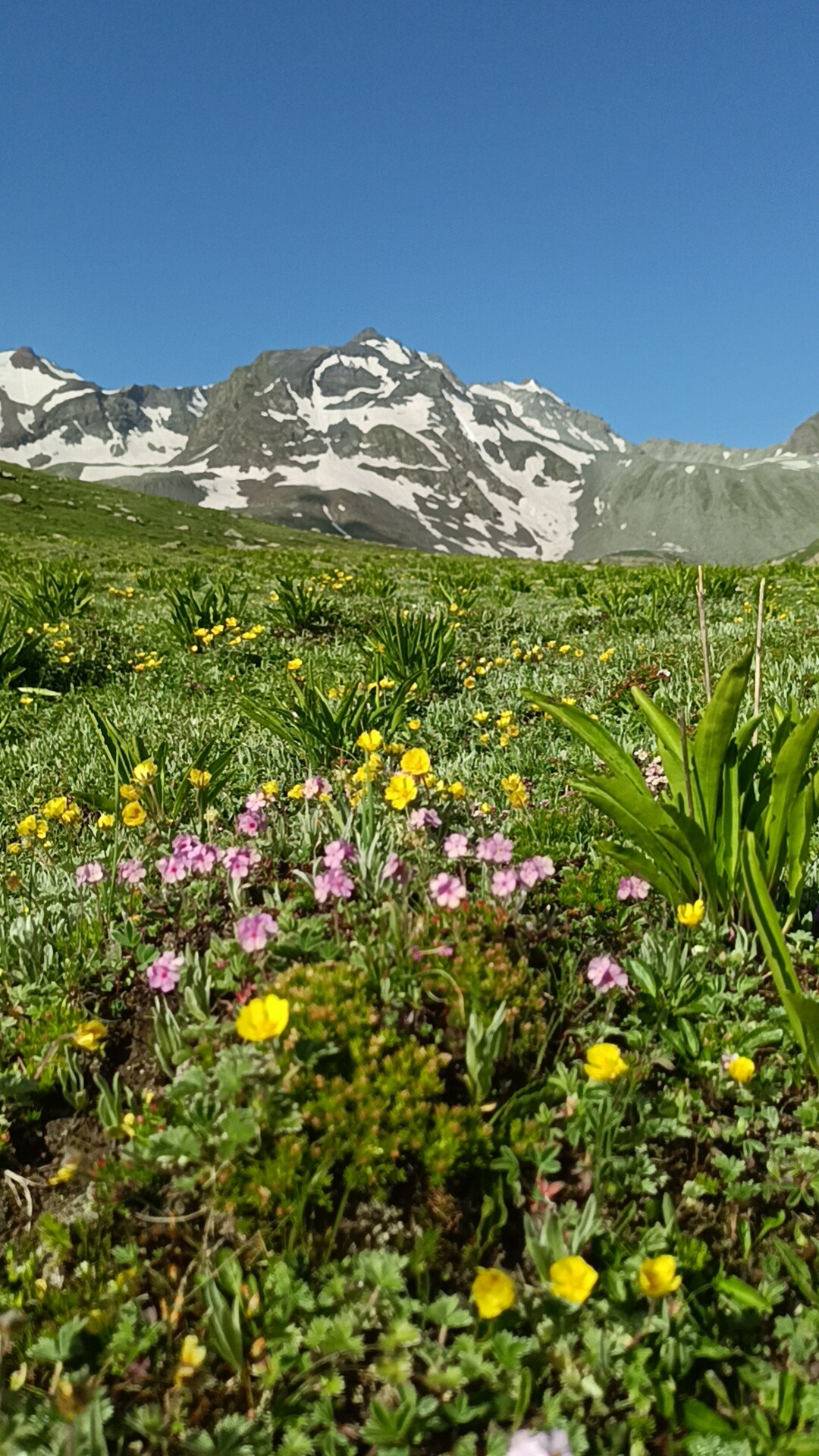 Alpine dreams: Tiny wildflowers bloom in vibrant colors bene