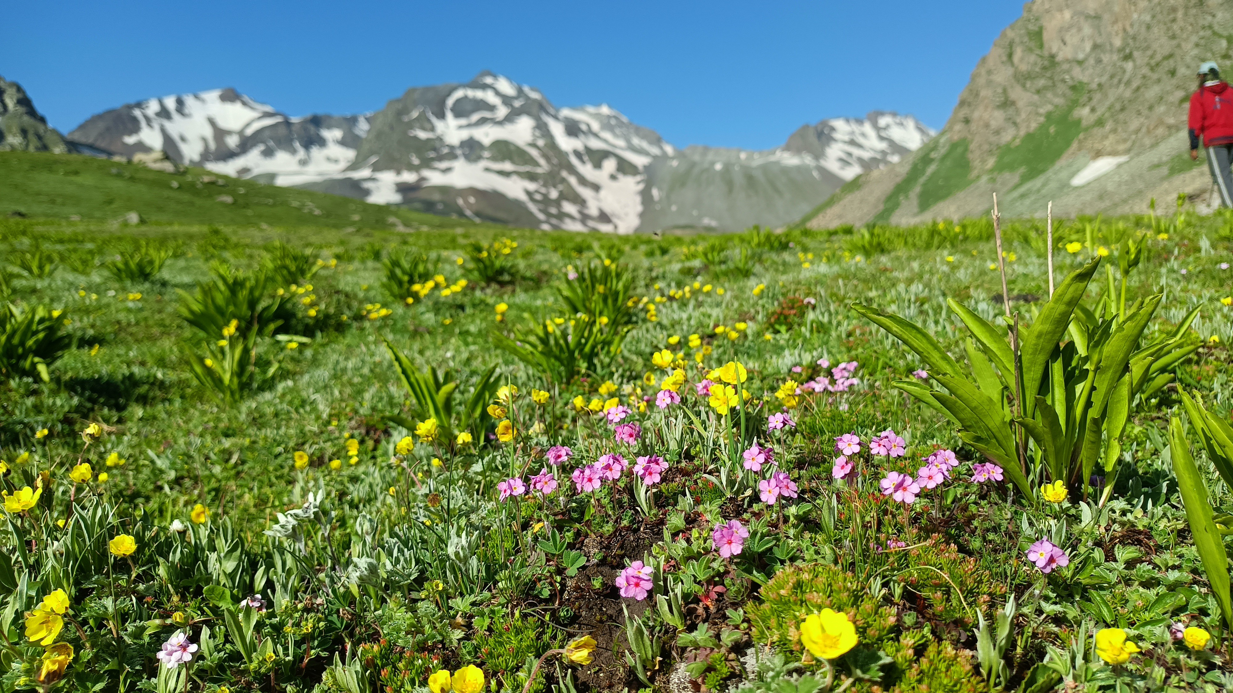 Alpine dreams: Tiny wildflowers bloom in vibrant colors bene
