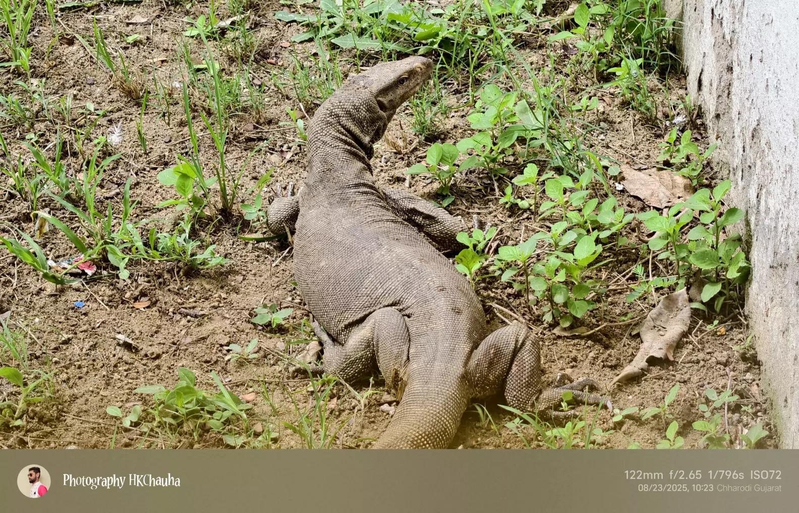 The indian Monitor lizard ๐ฆ