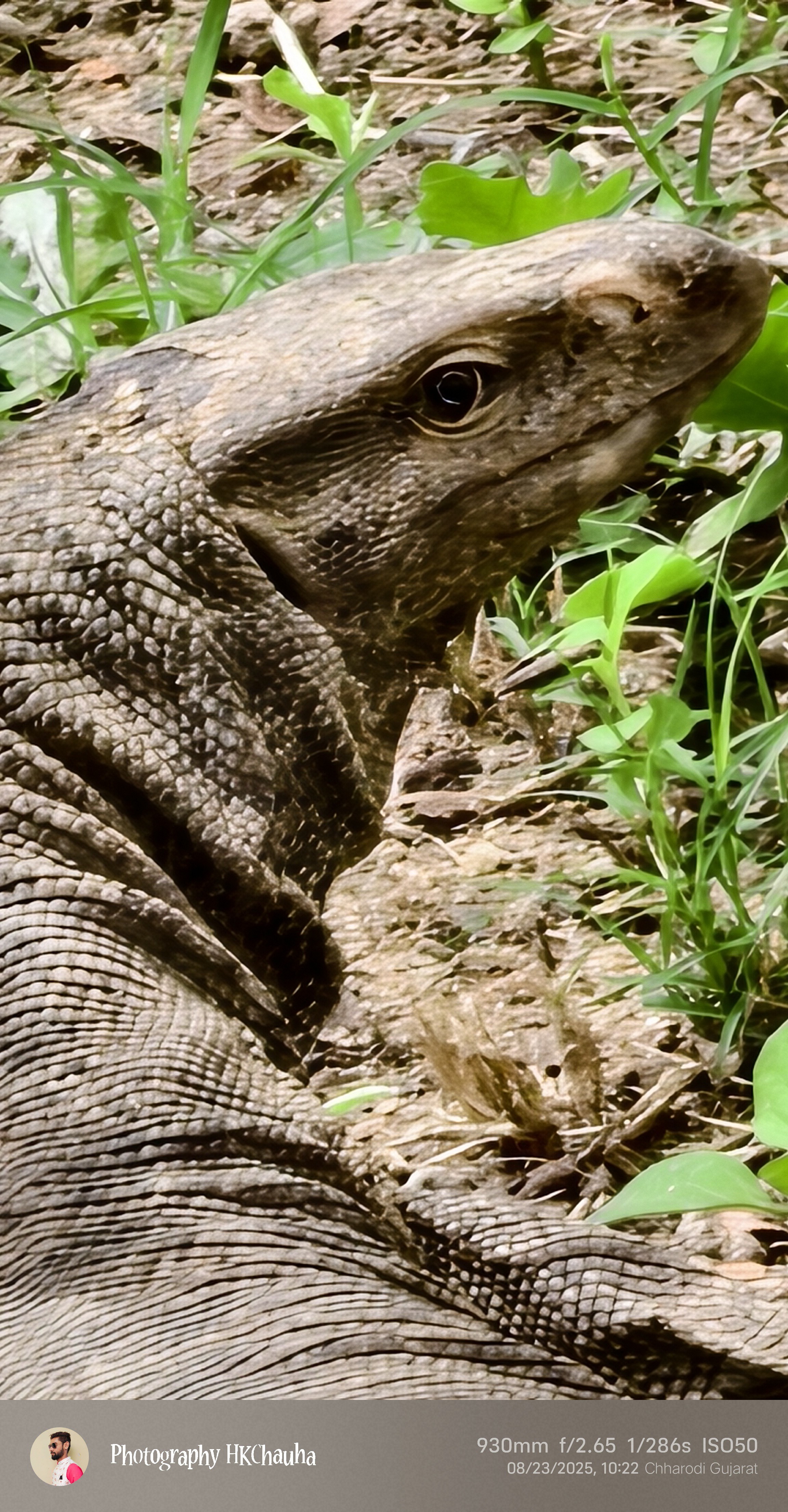 The indian Monitor lizard 🦎