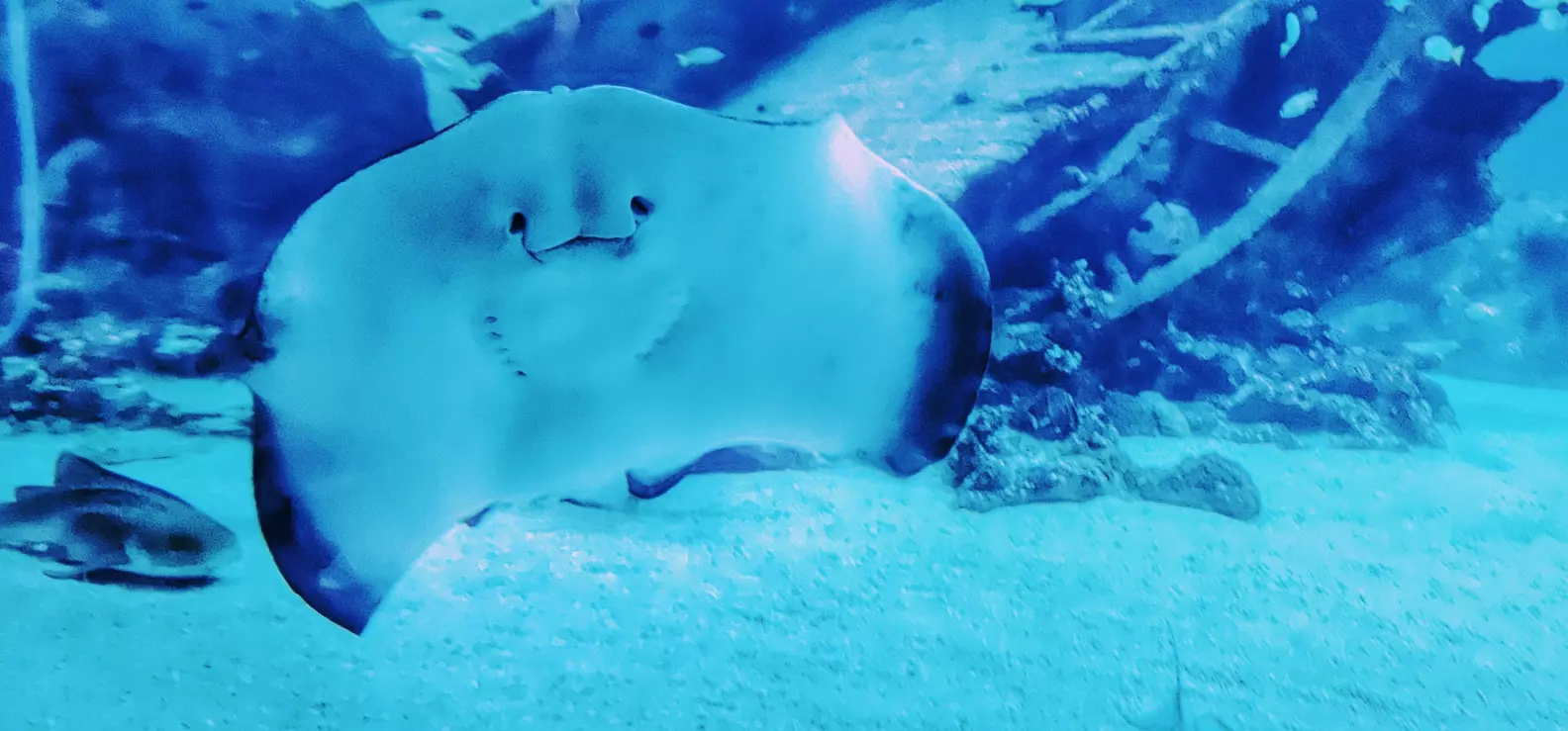 A colony of stingrays comprising Eagle Rays, Manta Rays and