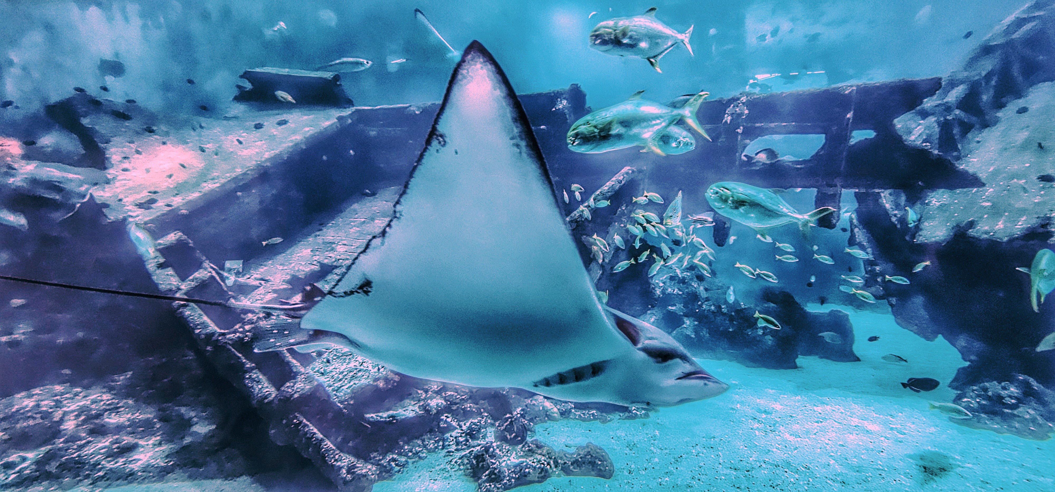 A colony of stingrays comprising Eagle Rays, Manta Rays and