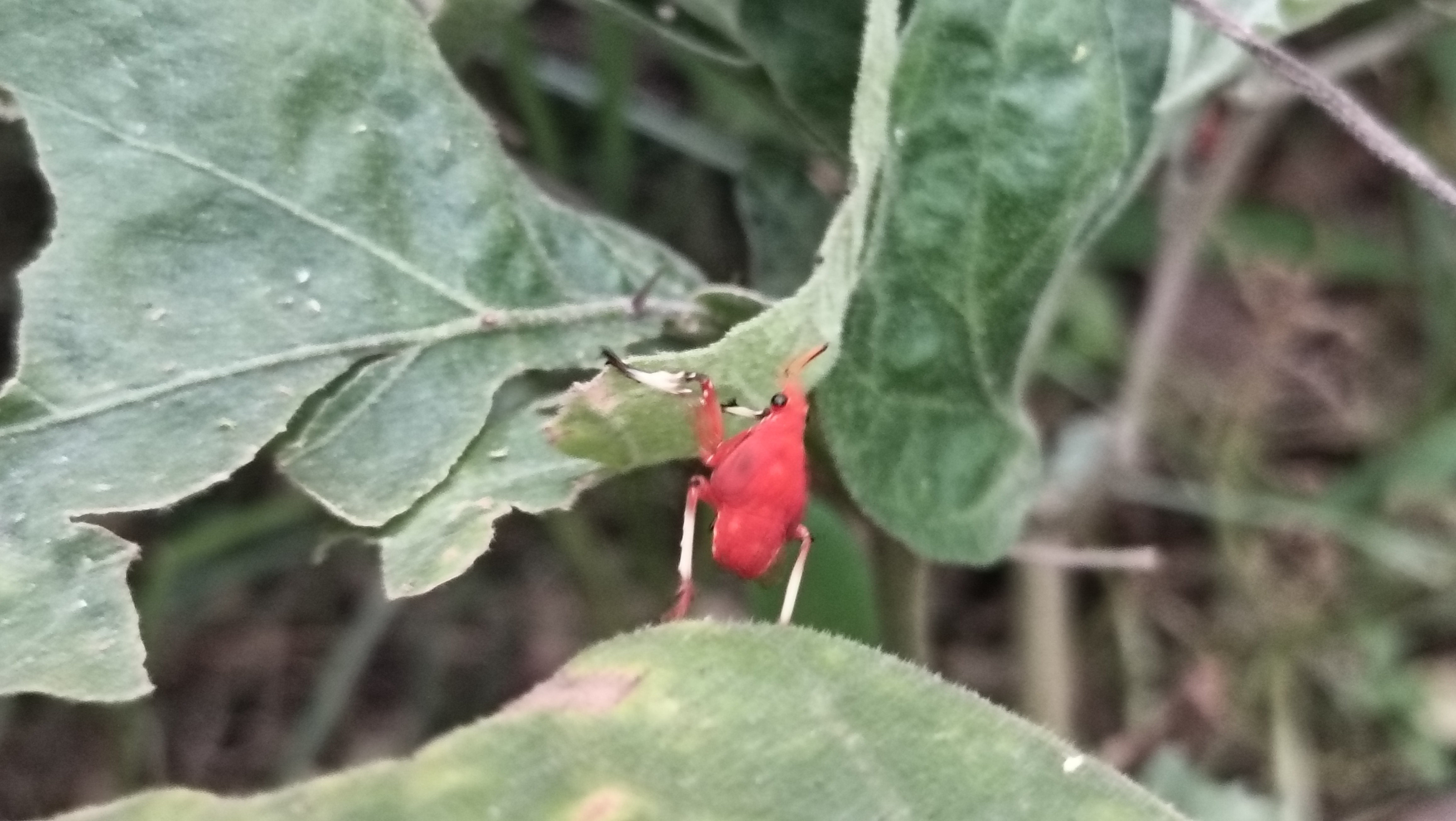 Iich Insects Insect 🐝