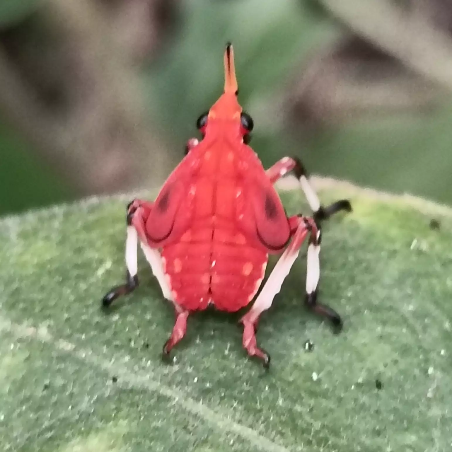 Itun Insect Insect 🐝