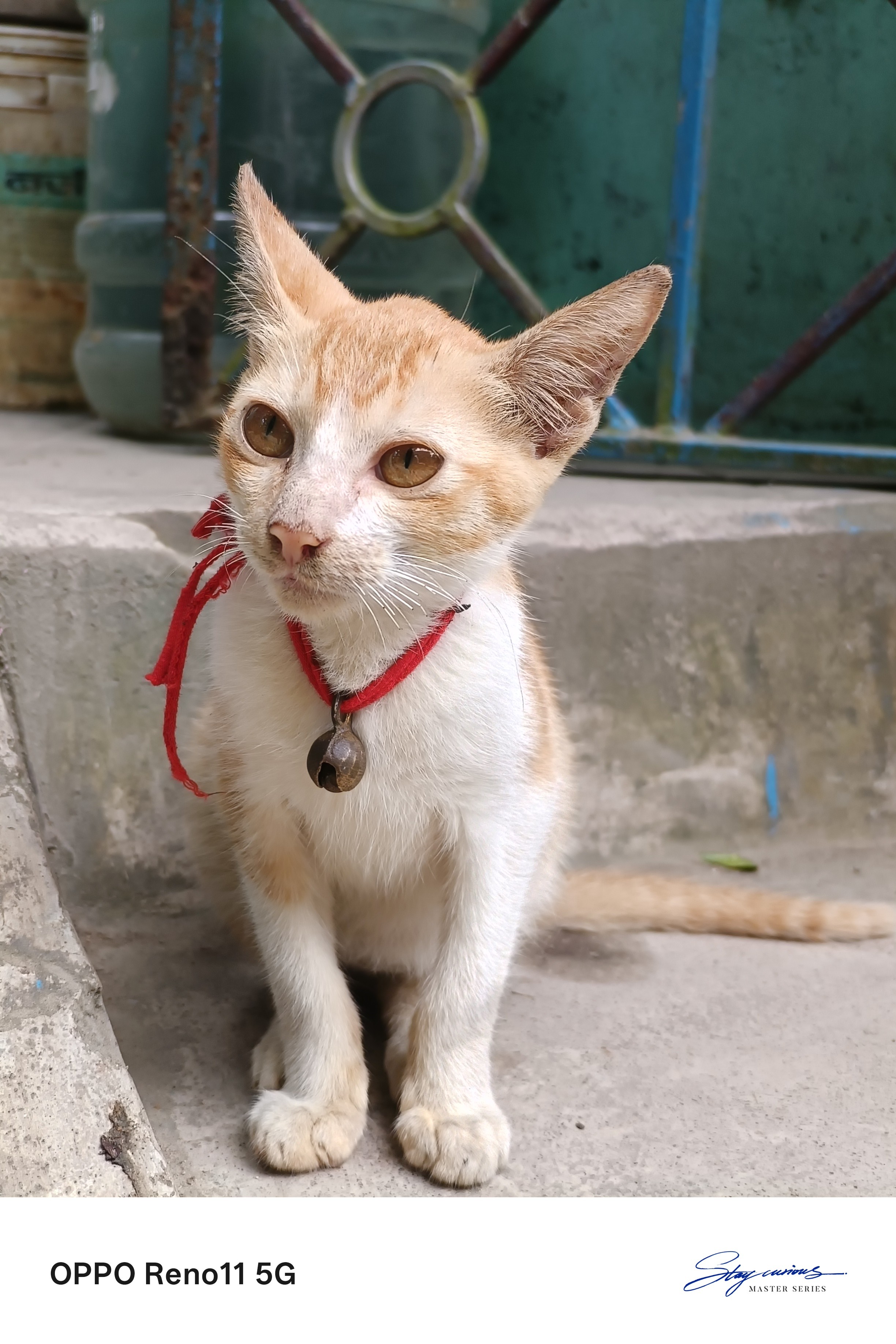 The Cat ๐บ