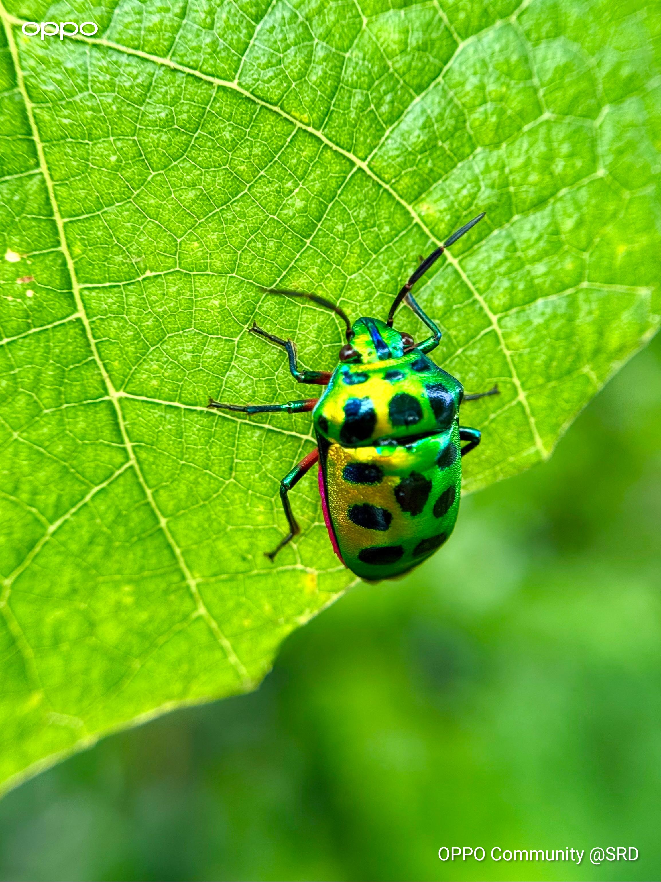 Jewel bugs with their natural shiny contrasting colours are