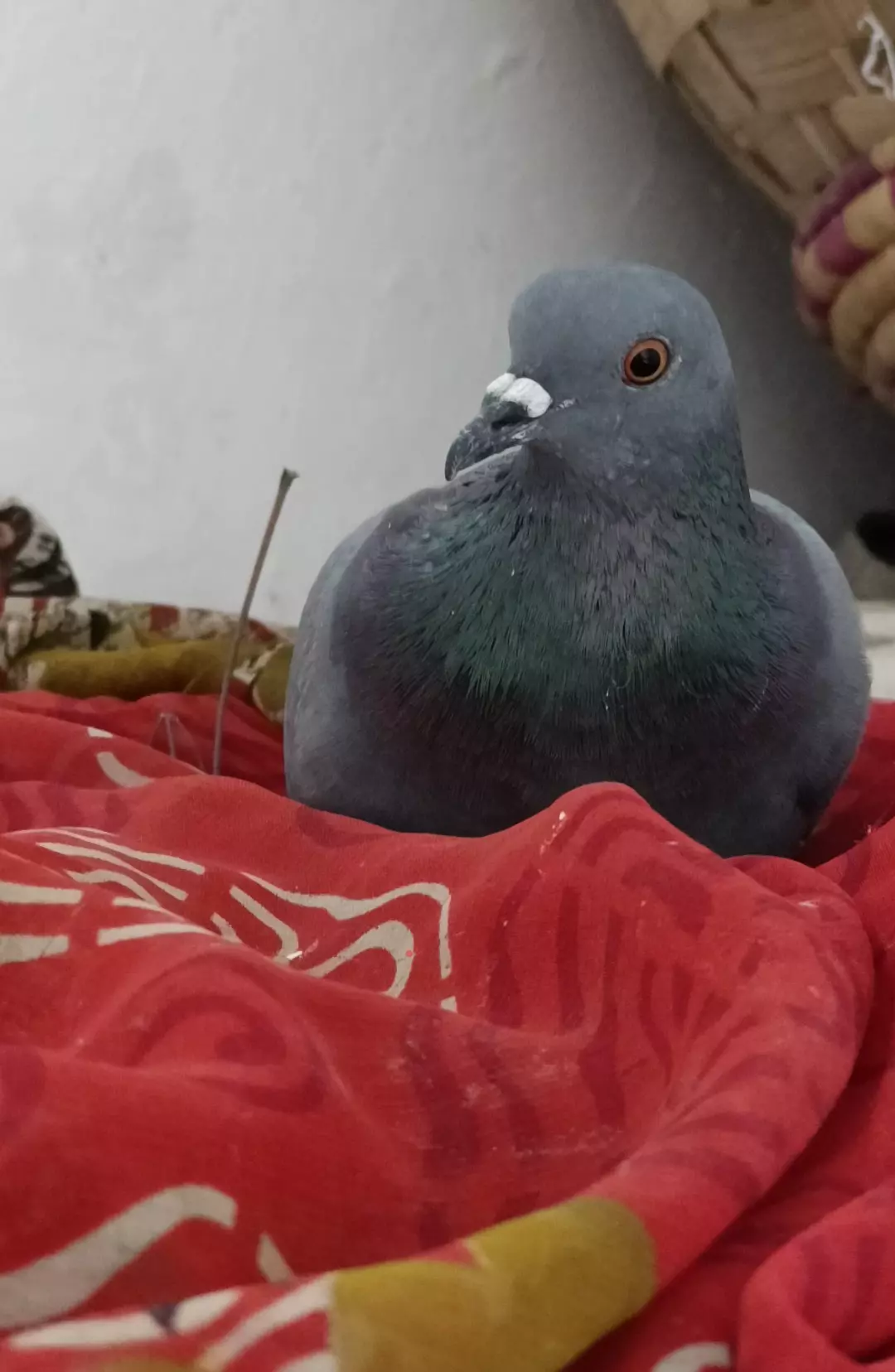 This pigeon made a nest in my house. Should I throw it or no