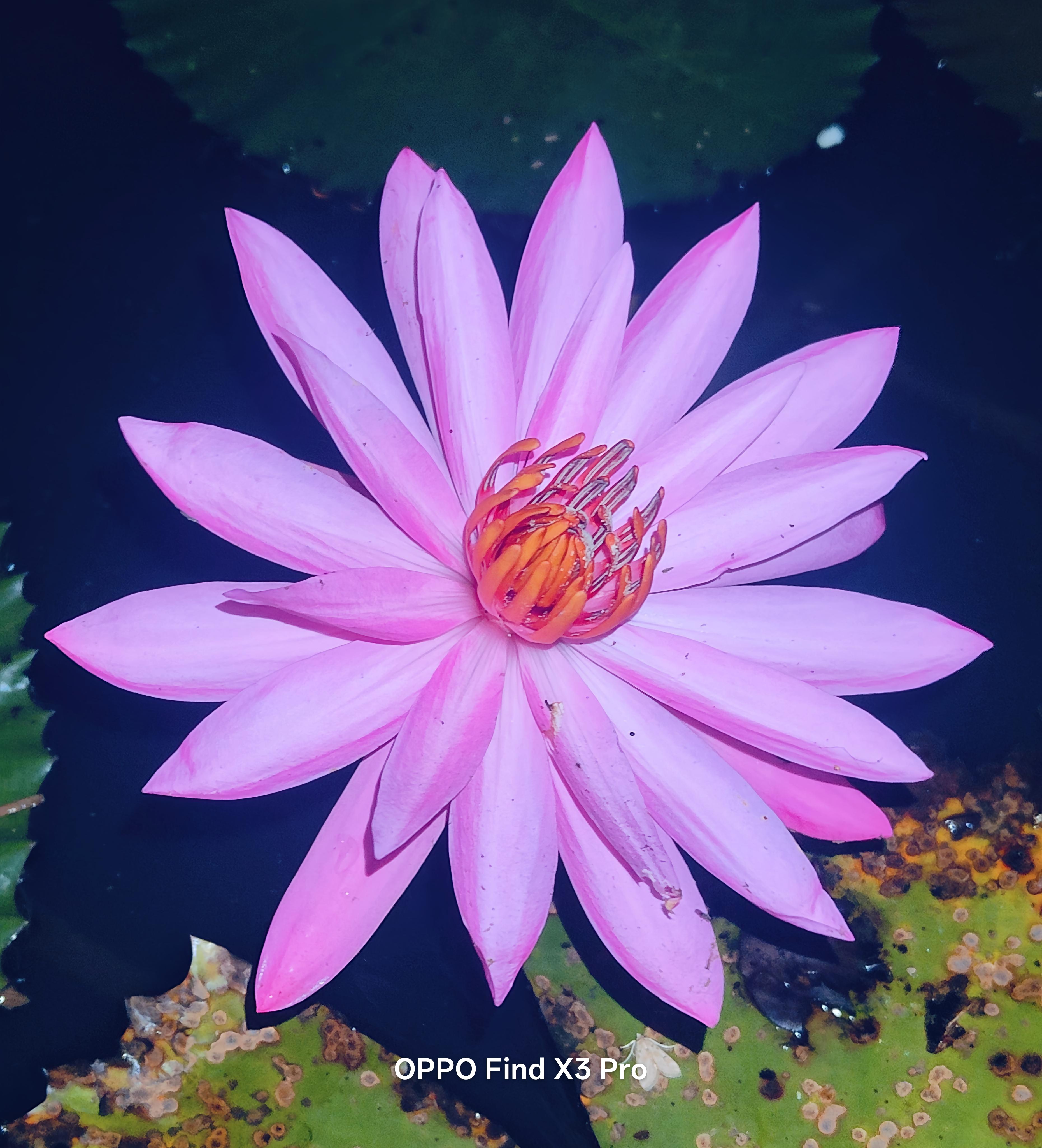 OPPO Gallery Vol. 5 - Mengagumi Warna Pink & Menangkan Merchandise Ekslusif