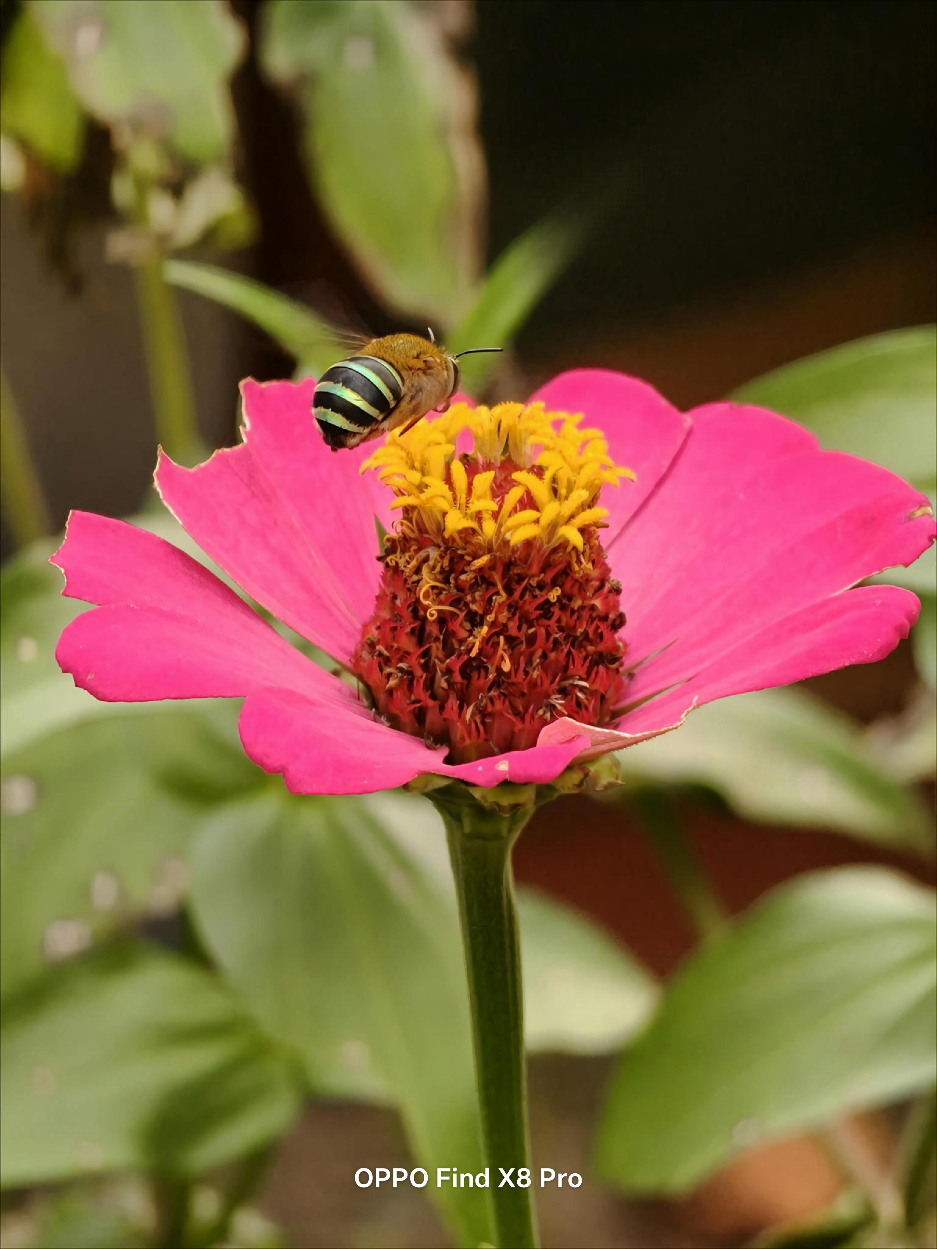 Small Bee This time I got a photo of a small bee that was about to lan
