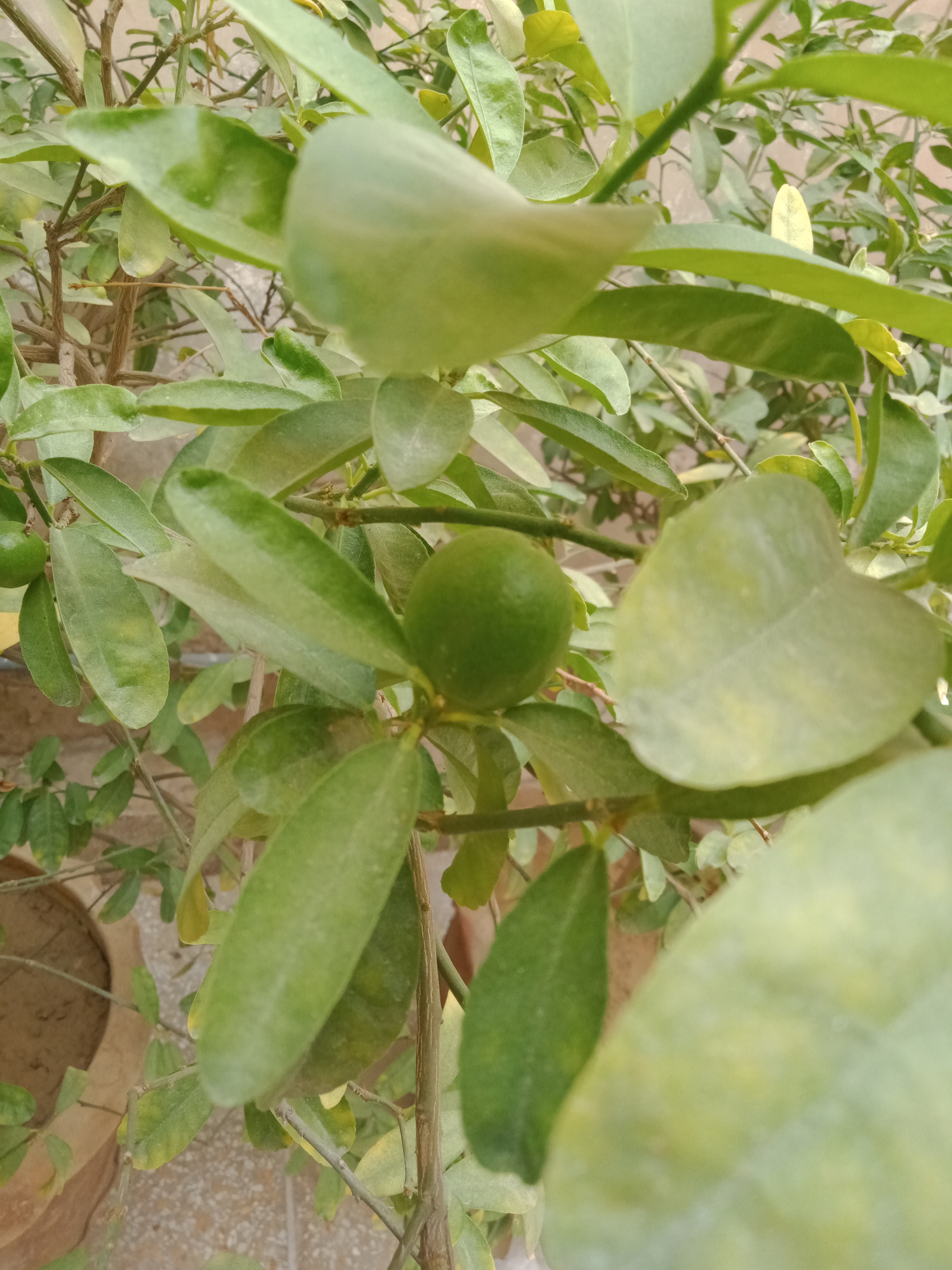 Lemon Plants 🍋 Lemons Photo From OPPO A5sStill Outstanding