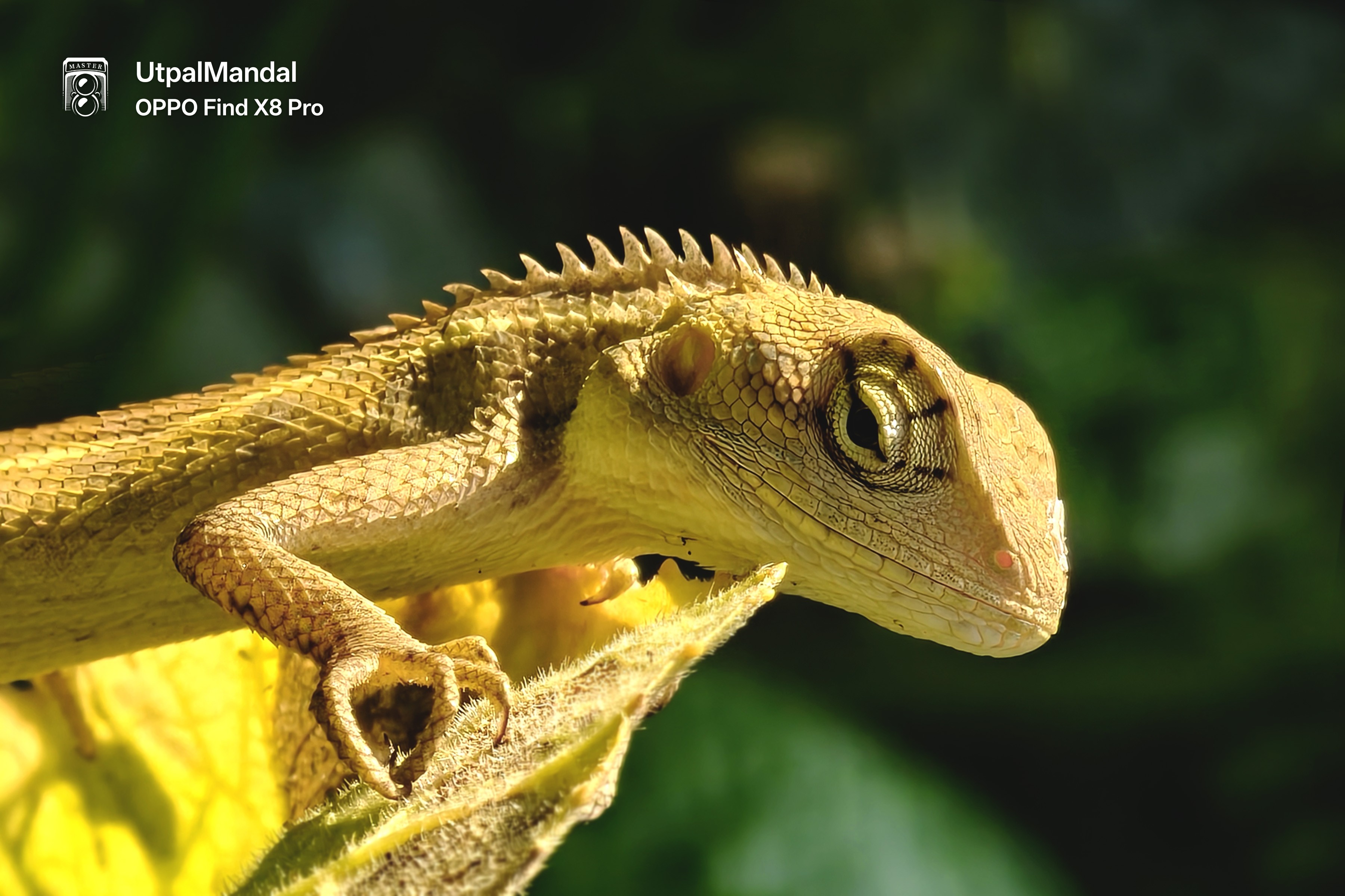 Nature Photography. These small creatures are often seen in