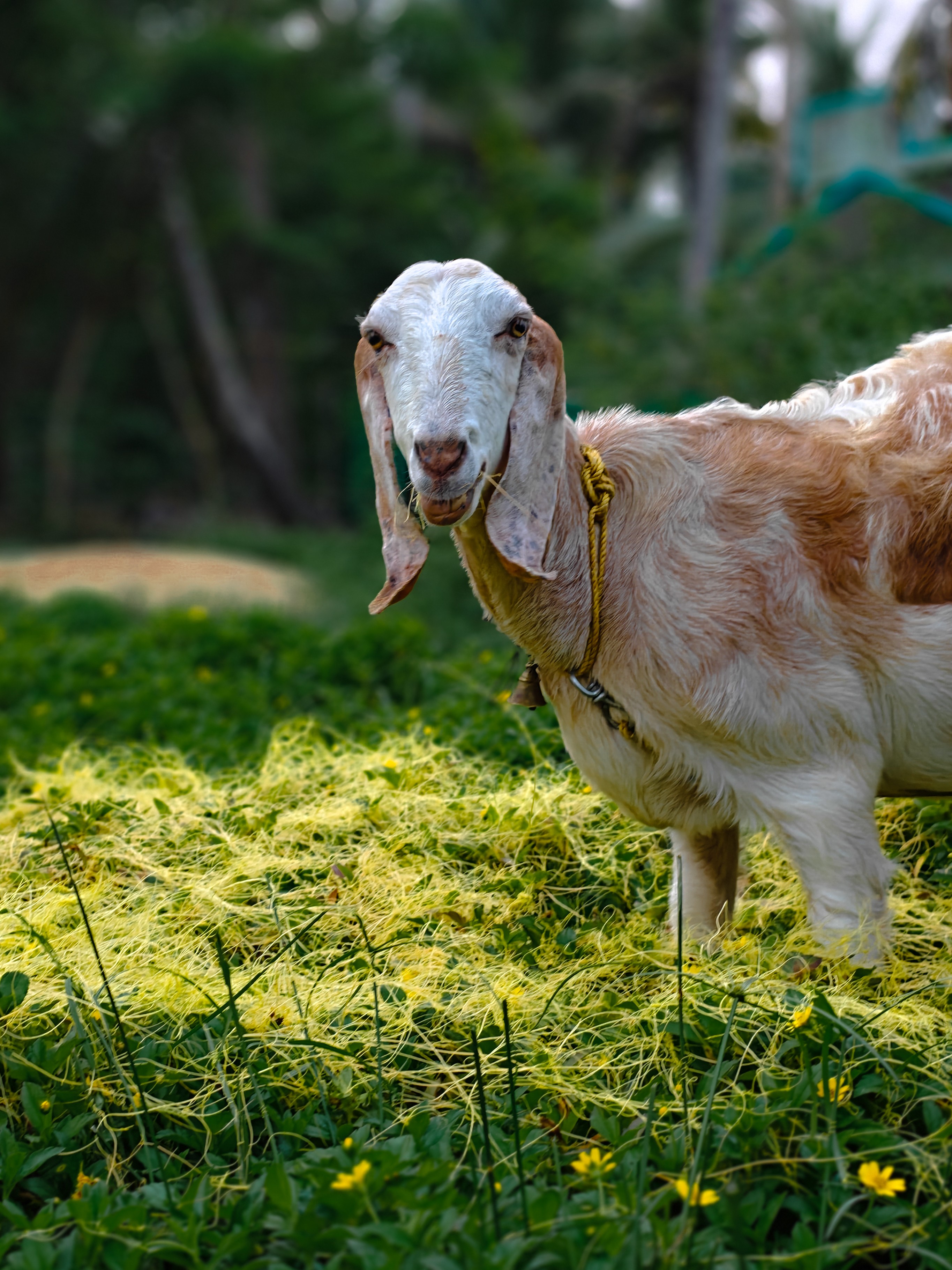 Goated Clicks,.... pure goat vibes only 🐐
