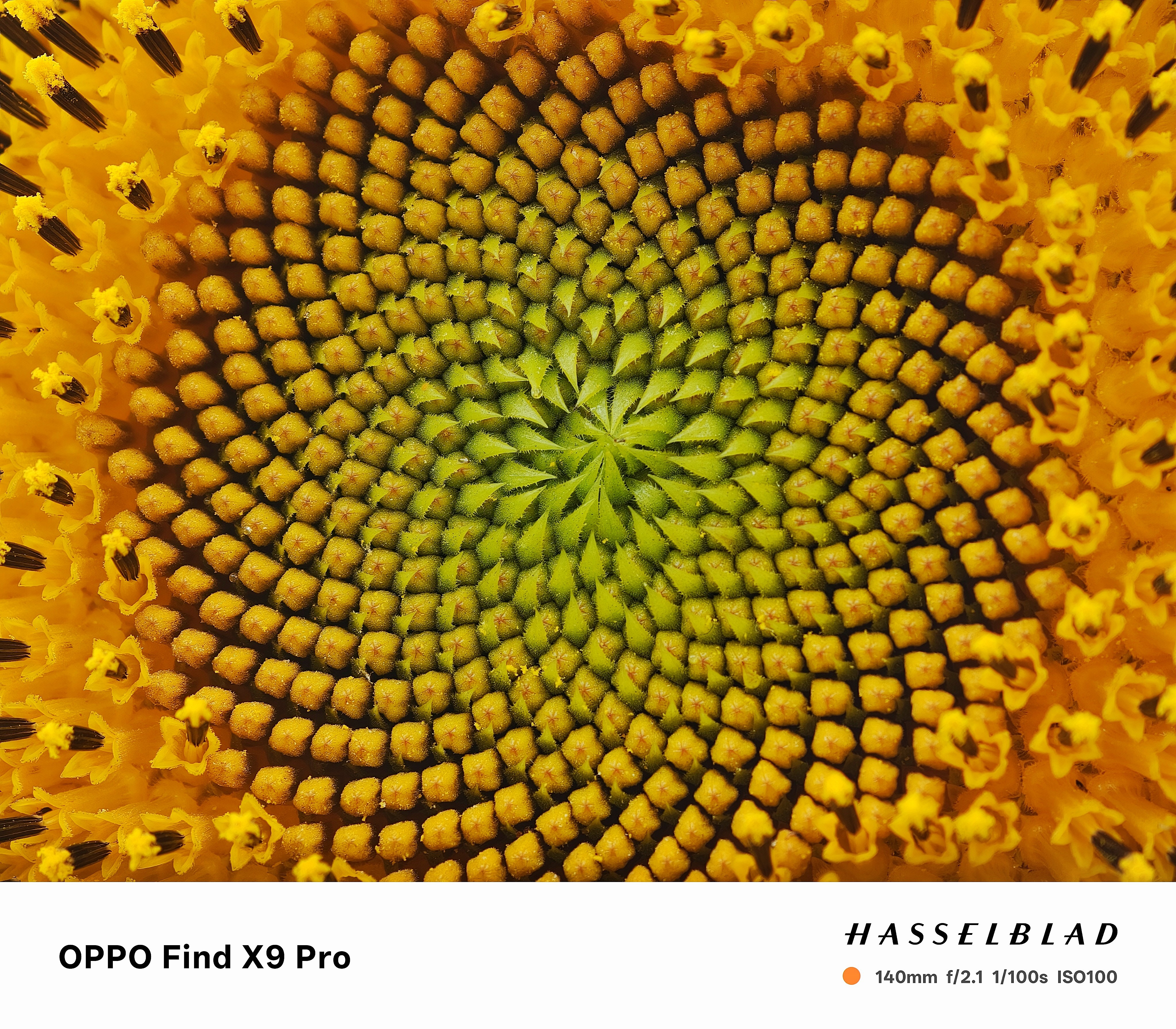 Captured by OPPO Find X9 Pro,showcases the intricate heart o