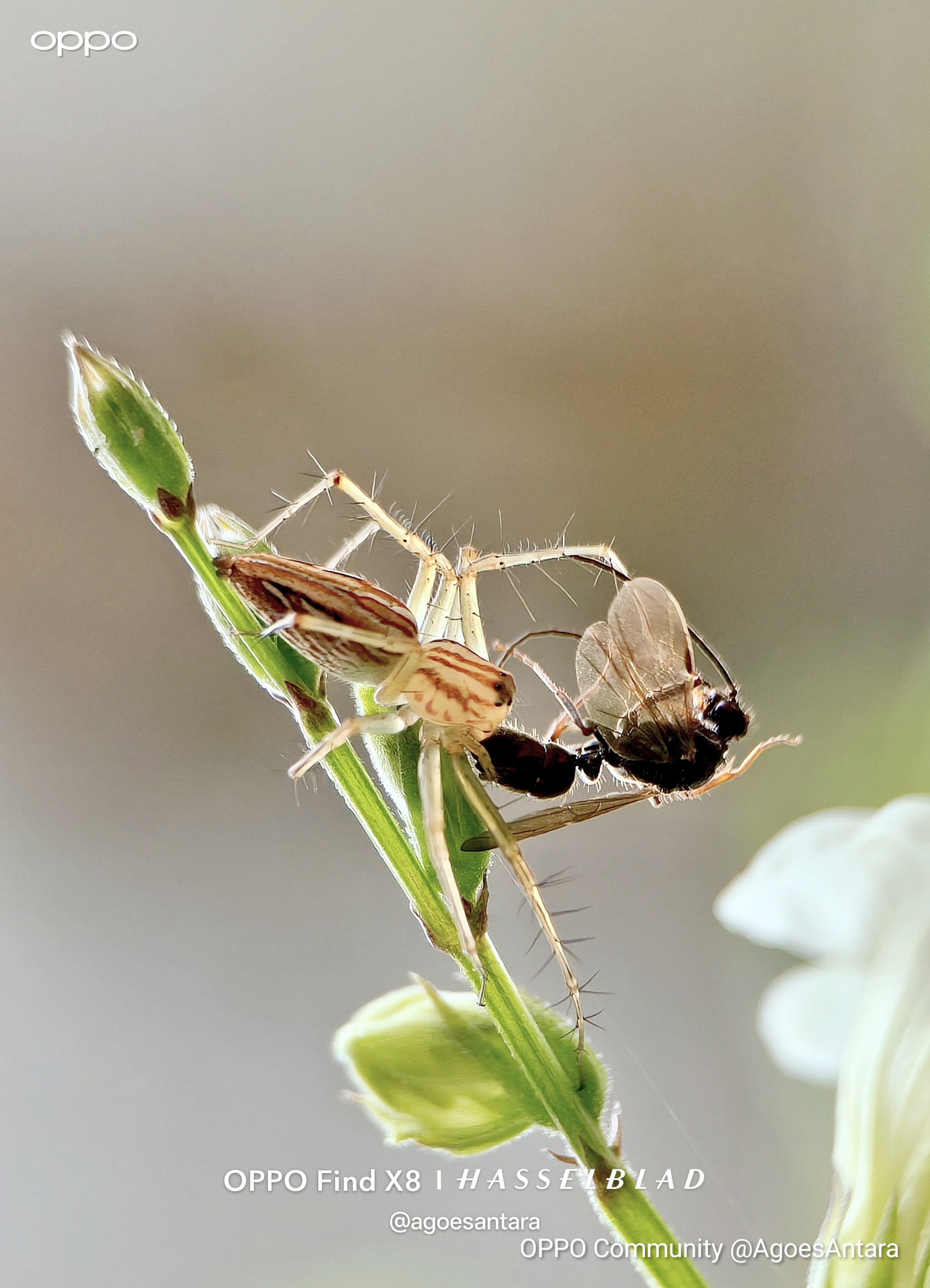 A breakfast-sized meal. This bush spider was fortunate to ca